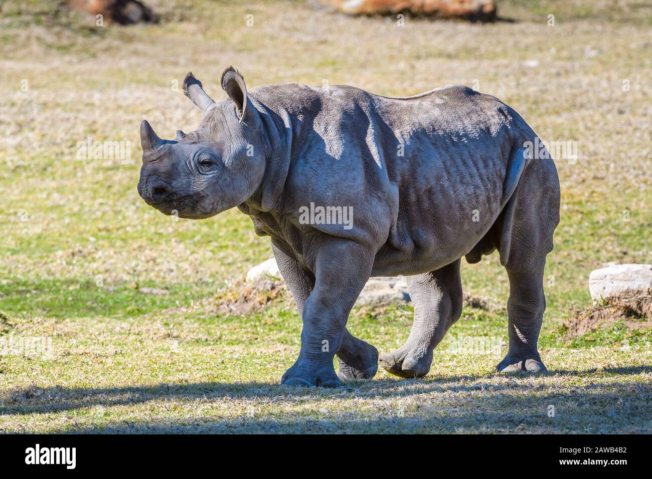 Full length environmental portrait of a walking white rhinocerous at Dubbo's conservation reserve in New south Wales, Australia. Stock Photo