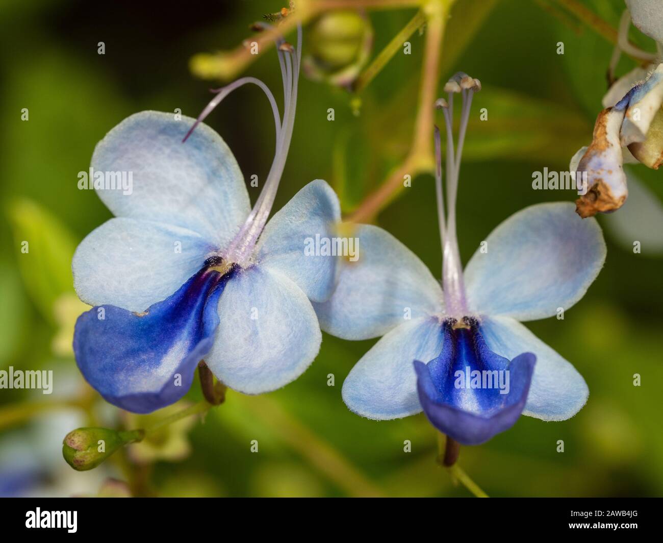 Pretty garden flower. Blue, purple and mauve Butterfly bush flowers against a blurred green leafy foliage background, sub tropical coastal Australia Stock Photo