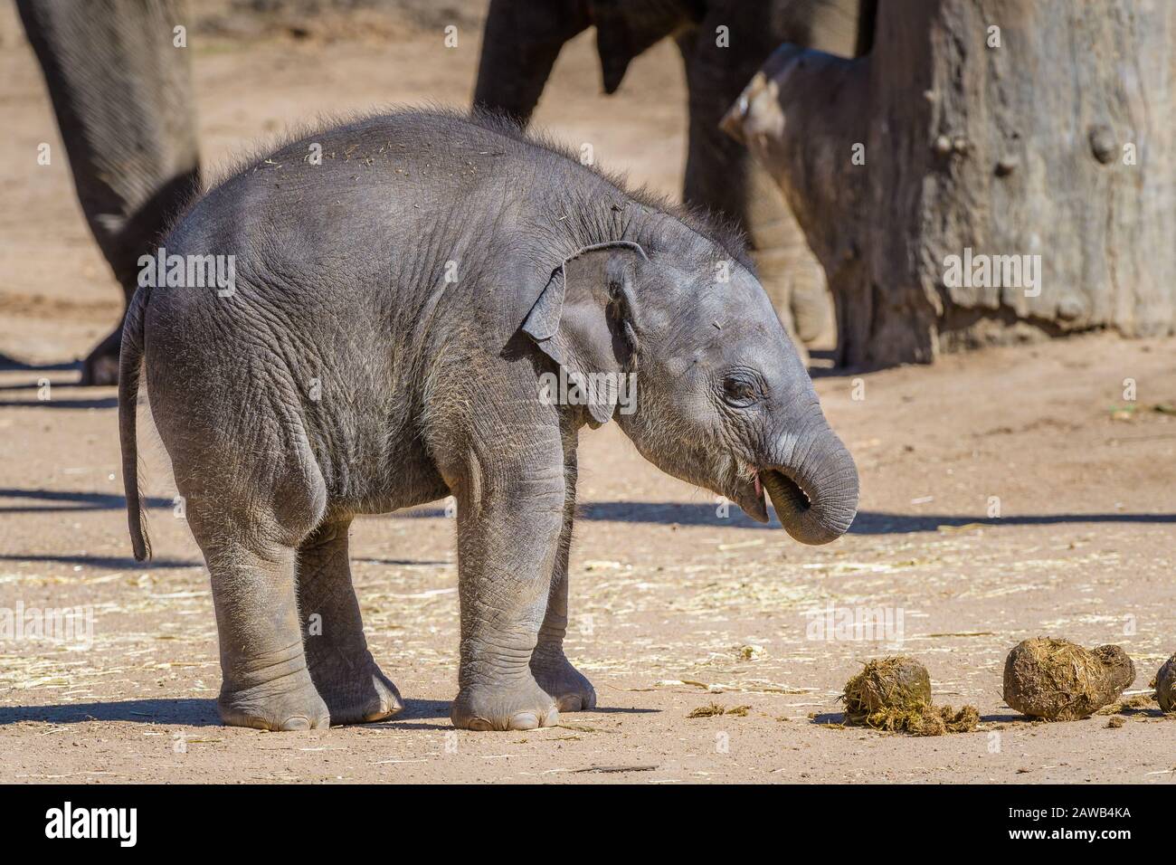 Australia's Dubbo Zoo's newest asiatic, elephant calf eating its mother's faeces to improve gut function, health and resistance. Stock Photo