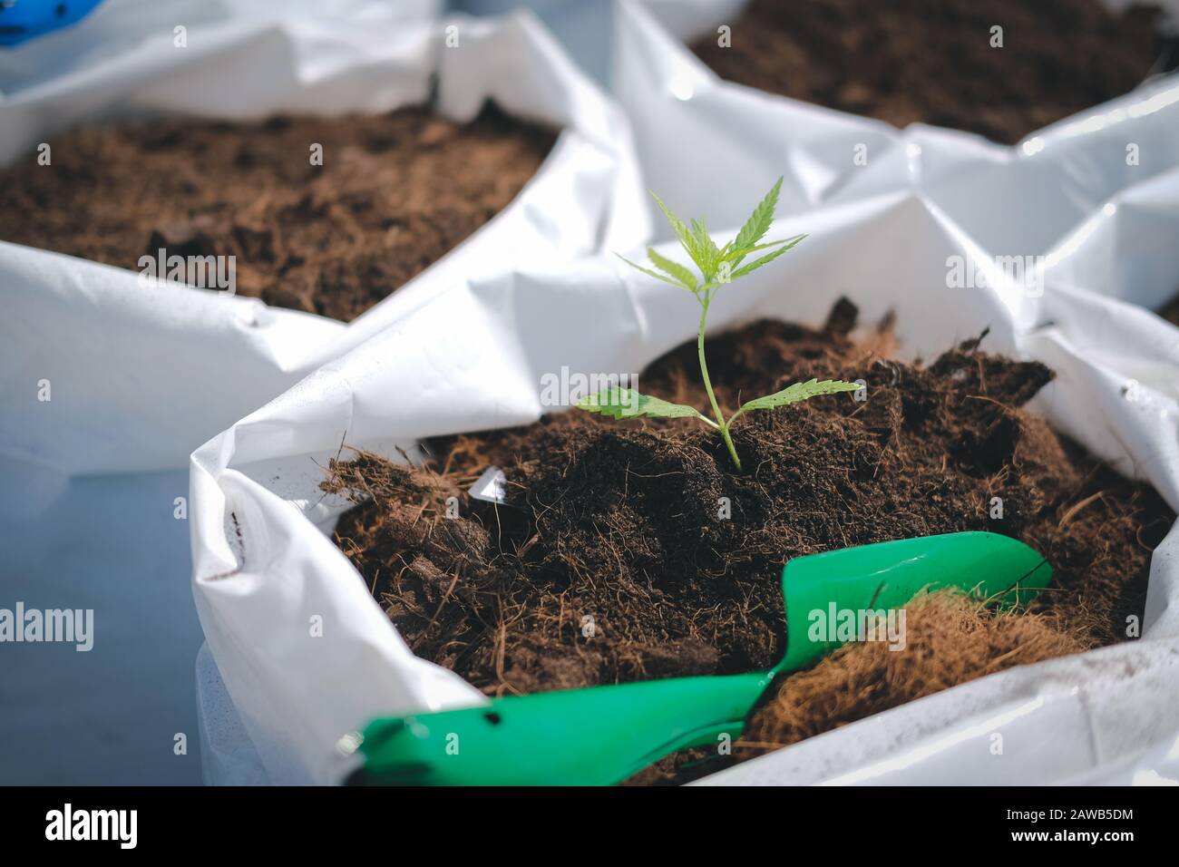 growing organic cannabis marijuana herb plant in outdoor farm. cannabis seedling in planting pot