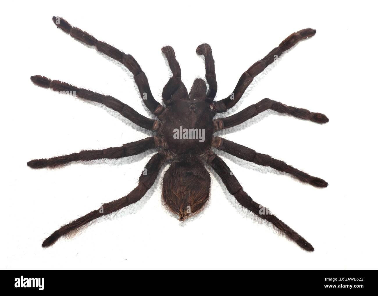 black curly-hair tarantula Brachypelma albopilosum isolated Stock Photo