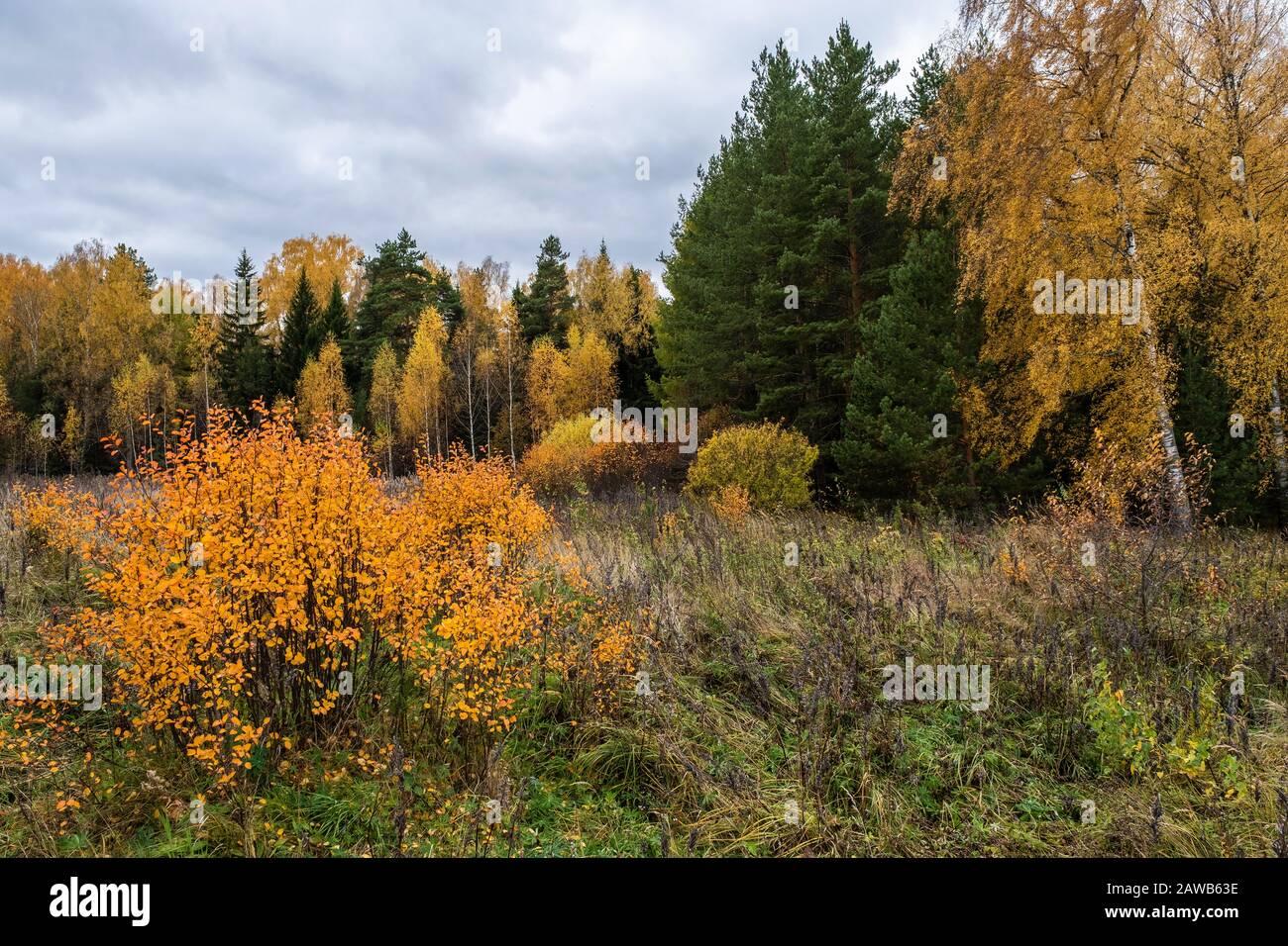Autumn landscape with yellow birch leaves and green spruce trees on an ...
