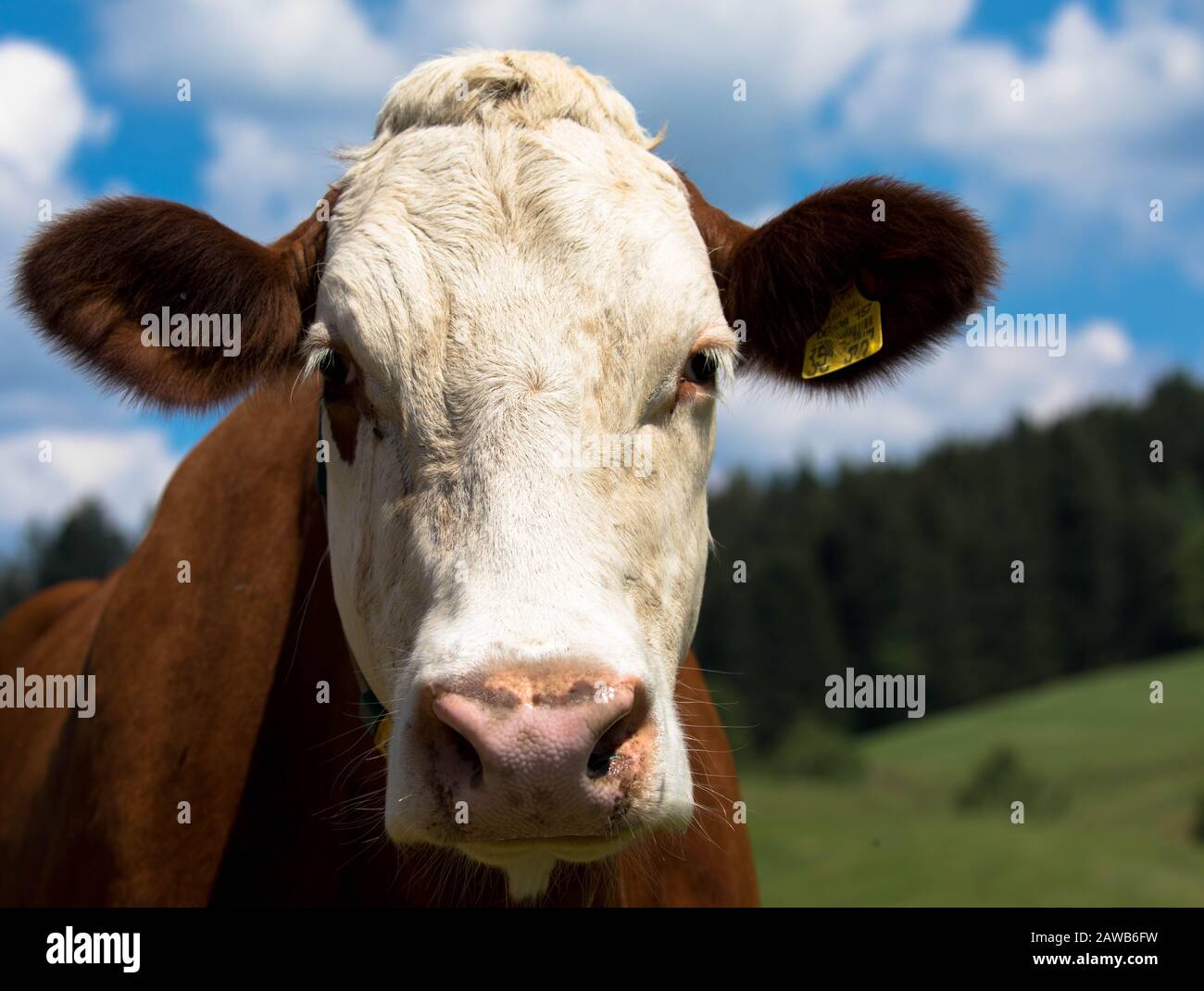 Portrait of a cow over a blue sky Stock Photo