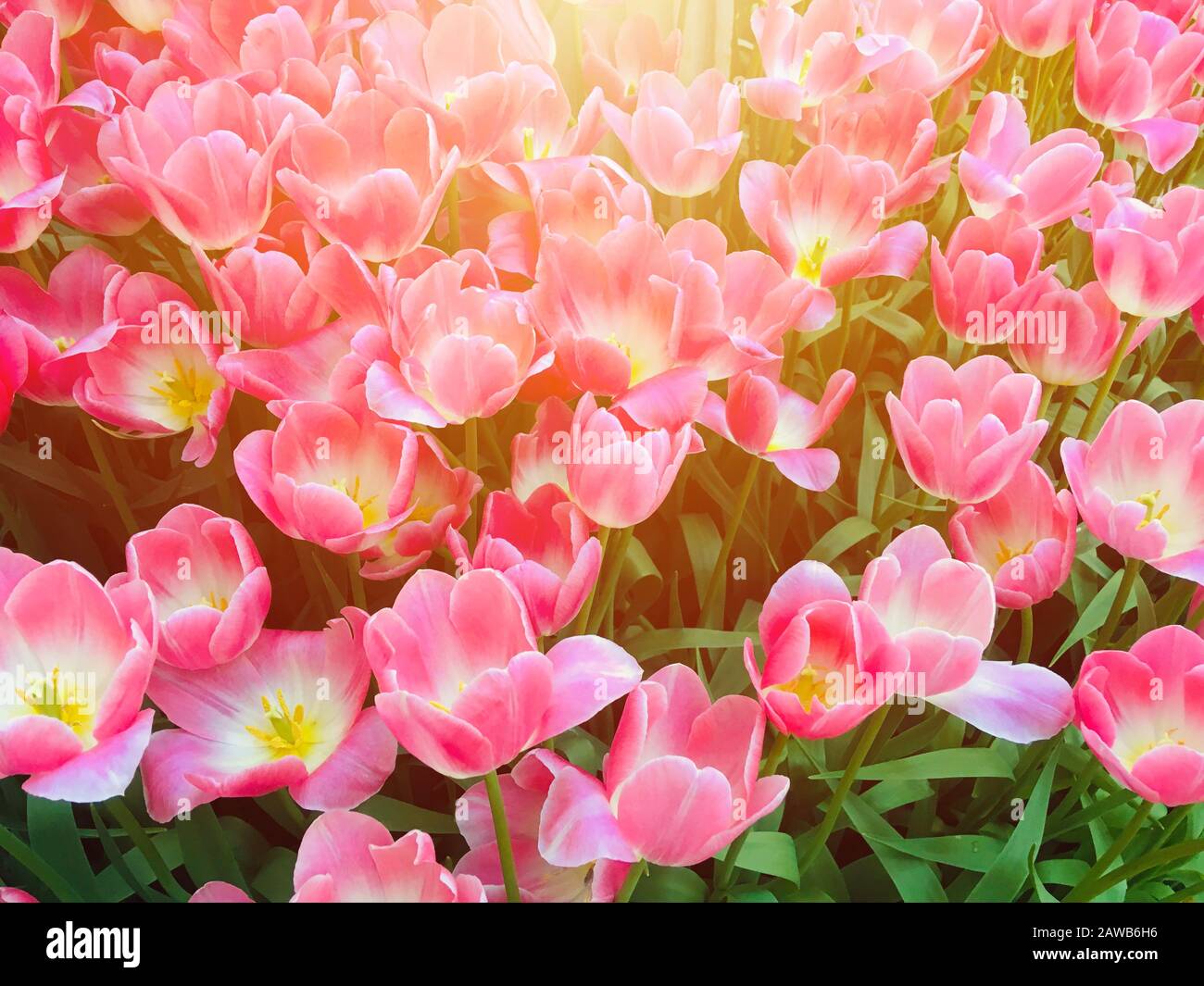 Tulip flower field pink color vivid vibrant and most beautiful flora with sunshine. Stock Photo