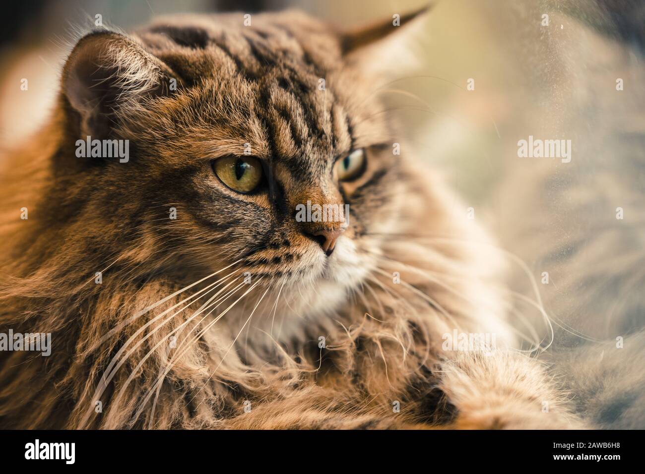 close-up hairy long fur cat animal pet looking away serious moody face Stock Photo