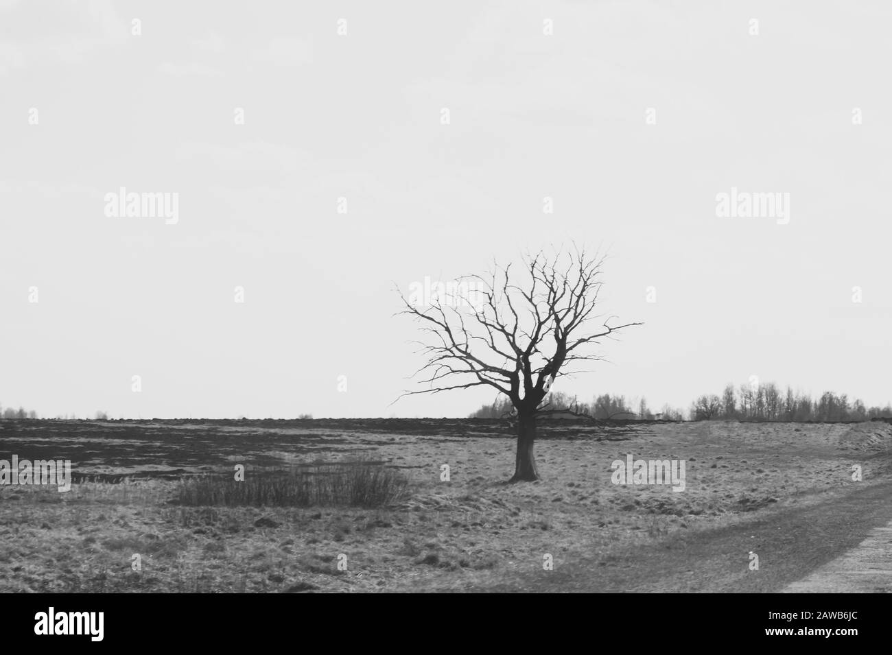 Lonely tree in the middle of a field. meadow with solitary dry tree background Stock Photo