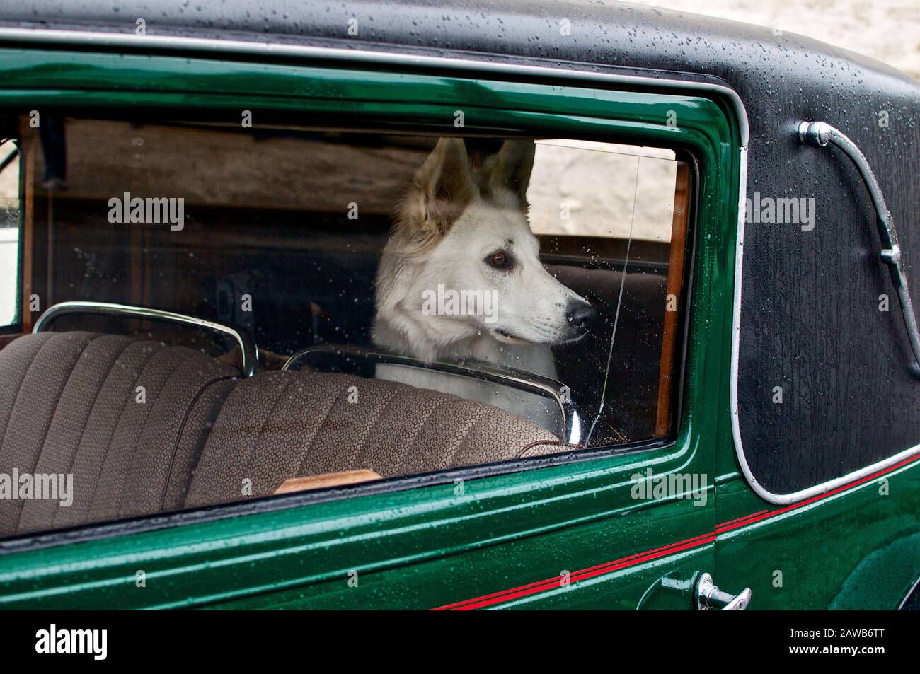 White dog sitting in a retro car in the back seat Stock Photo