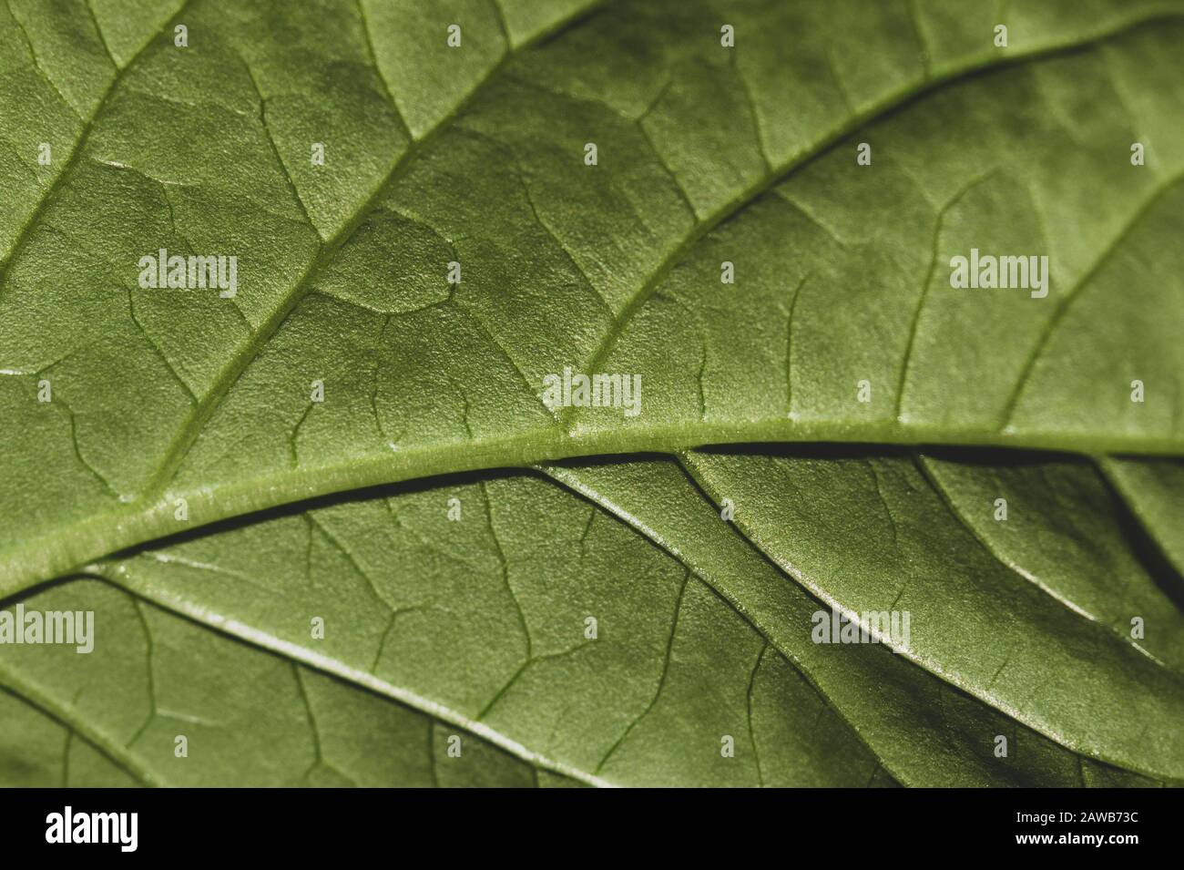 Green leaves macro background. leaf texture Stock Photo - Alamy