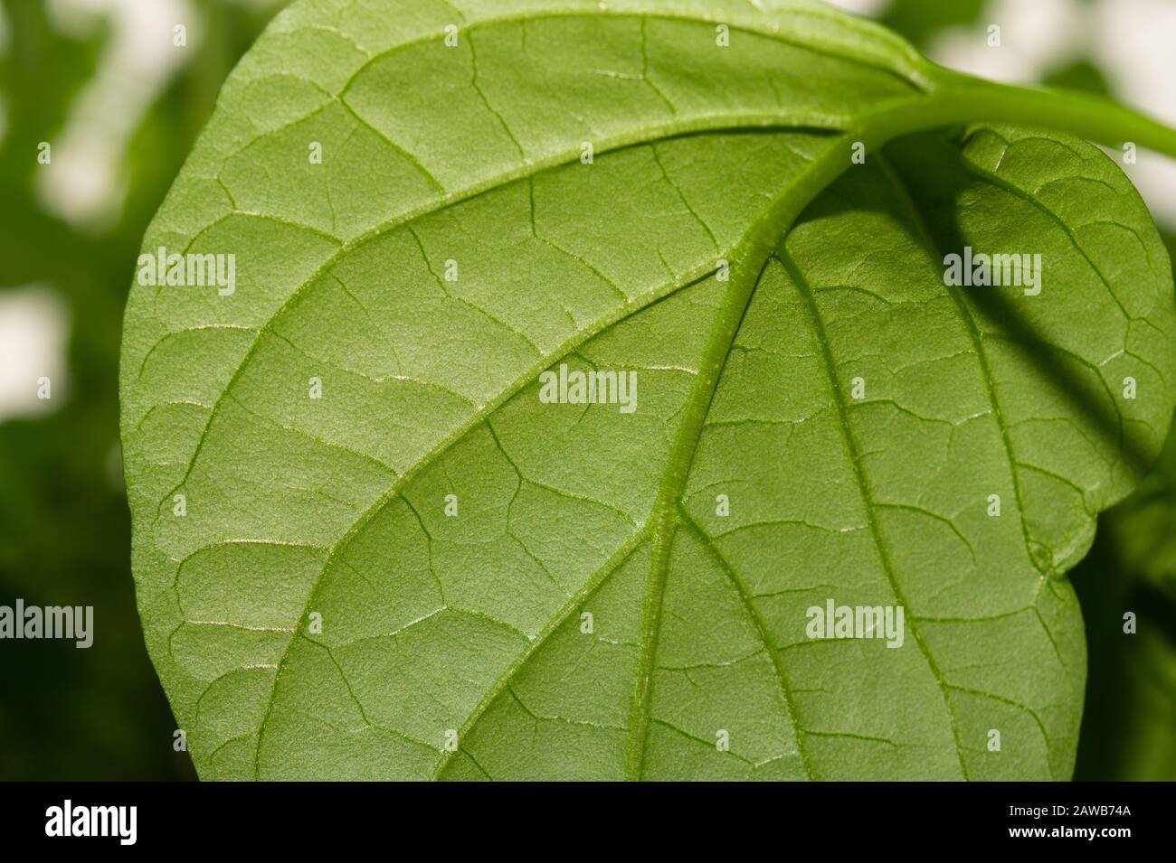 Paprika plant leaf close up. sweet pepper growth. organic growing Stock Photo Alamy