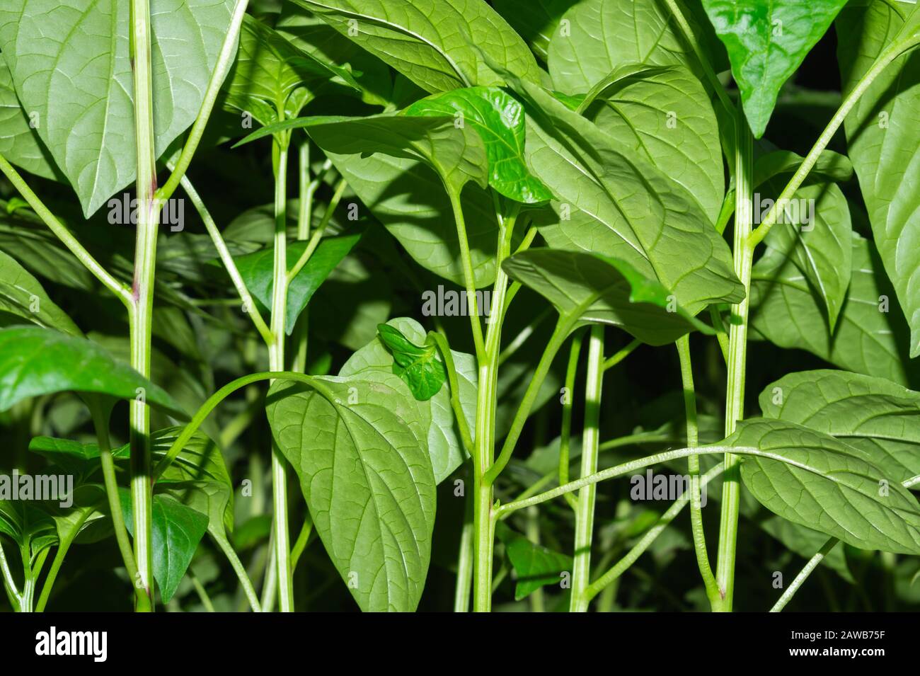 Paprika plant leaves close up. sweet pepper growth. organic growing