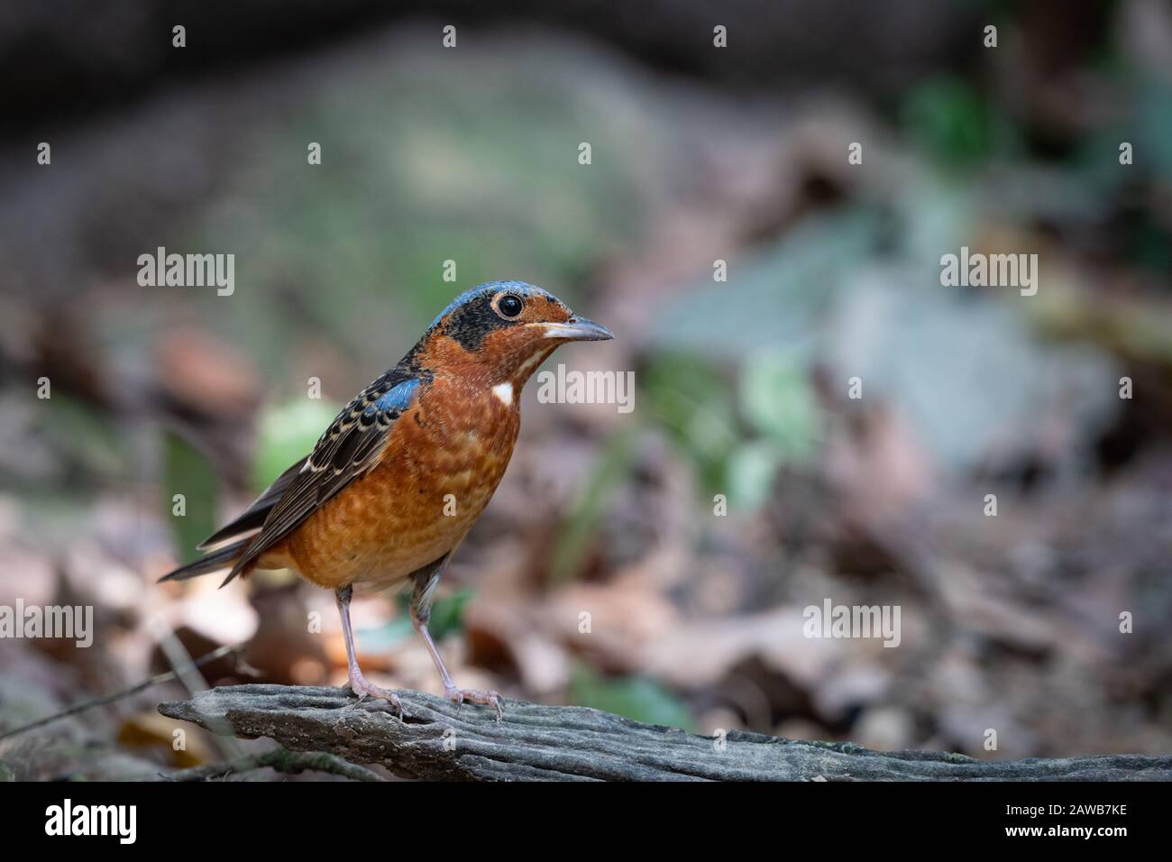 The white-throated rock thrush (Monticola gularis) is a species of bird in the family Muscicapidae of the order Passeriformes. Stock Photo