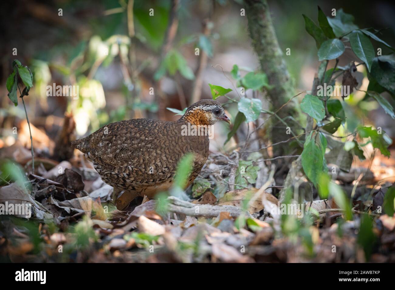 The green-legged partridge (Arborophila chloropus), also known as the scaly-breasted partridge or green-legged hill-partridge, is a species of bird in Stock Photo