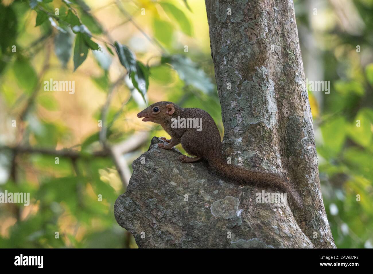 Northern tree shrew tupaia belangeri hires stock photography and images Alamy