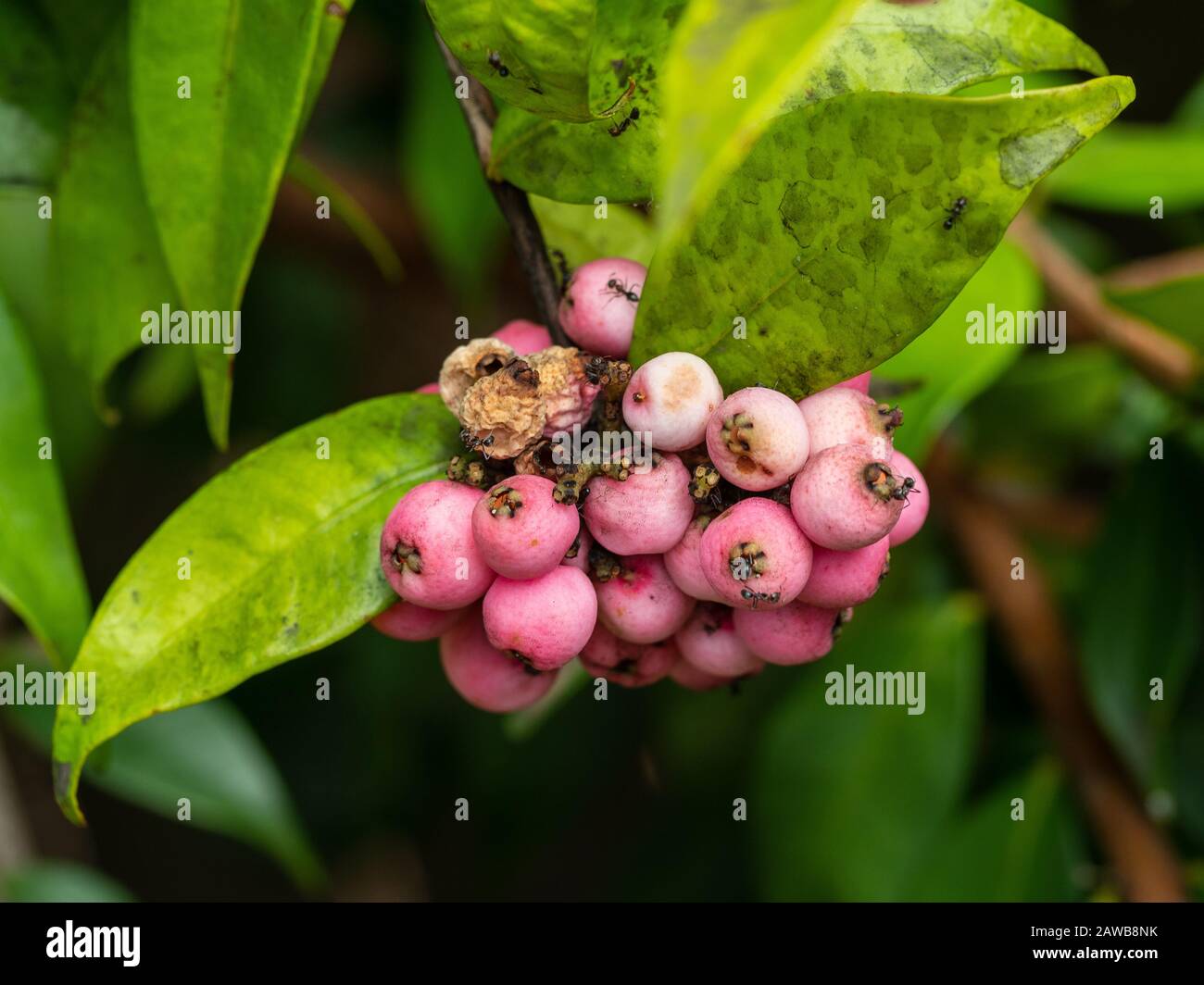 Pink berries of a Lilly Pilly Tree, damaged by insects Stock Photo Alamy