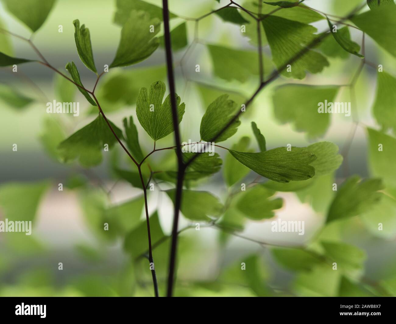 Maidenhair Fern close-up Stock Photo