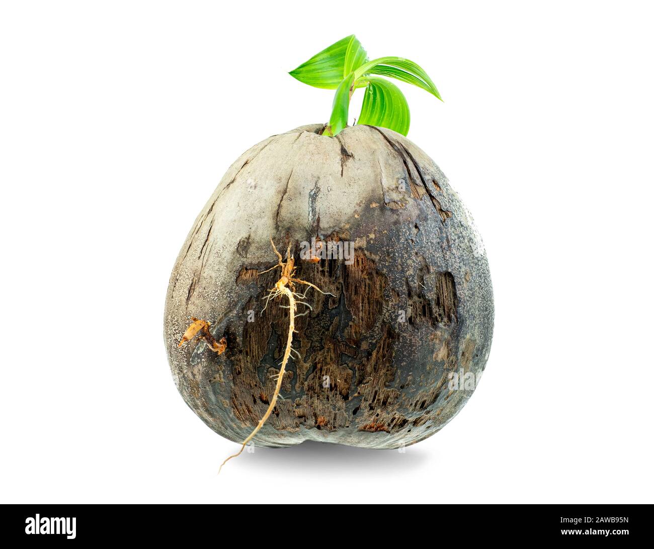 Young sprout of coconut tree grown up at the white background, Seedlings are growing Stock Photo