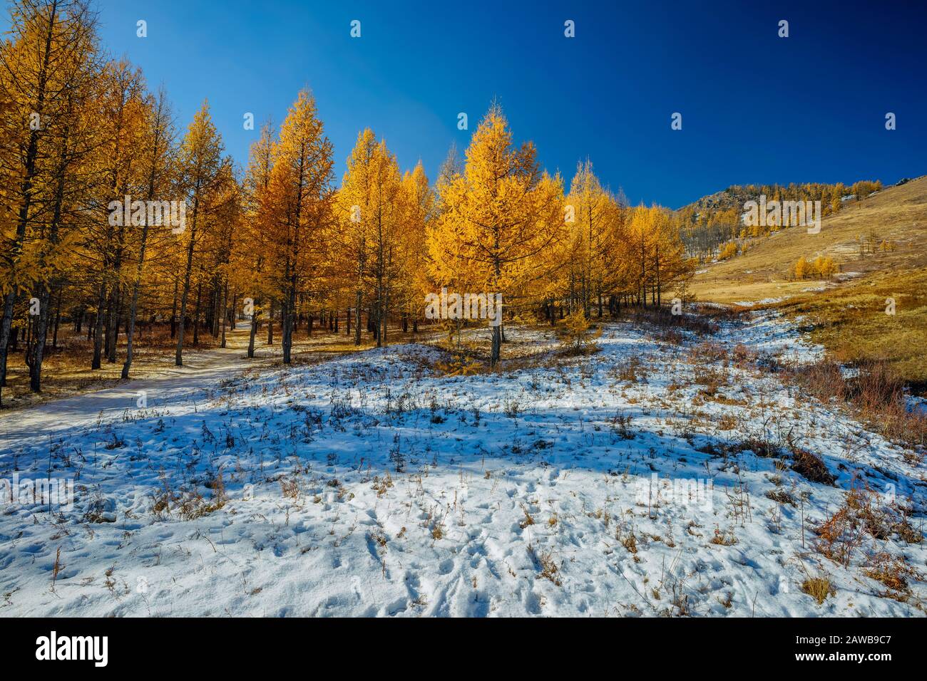 Larch Trees golden needles contrast the clear blue skies and white snow on a mountain in Mongolia Stock Photo