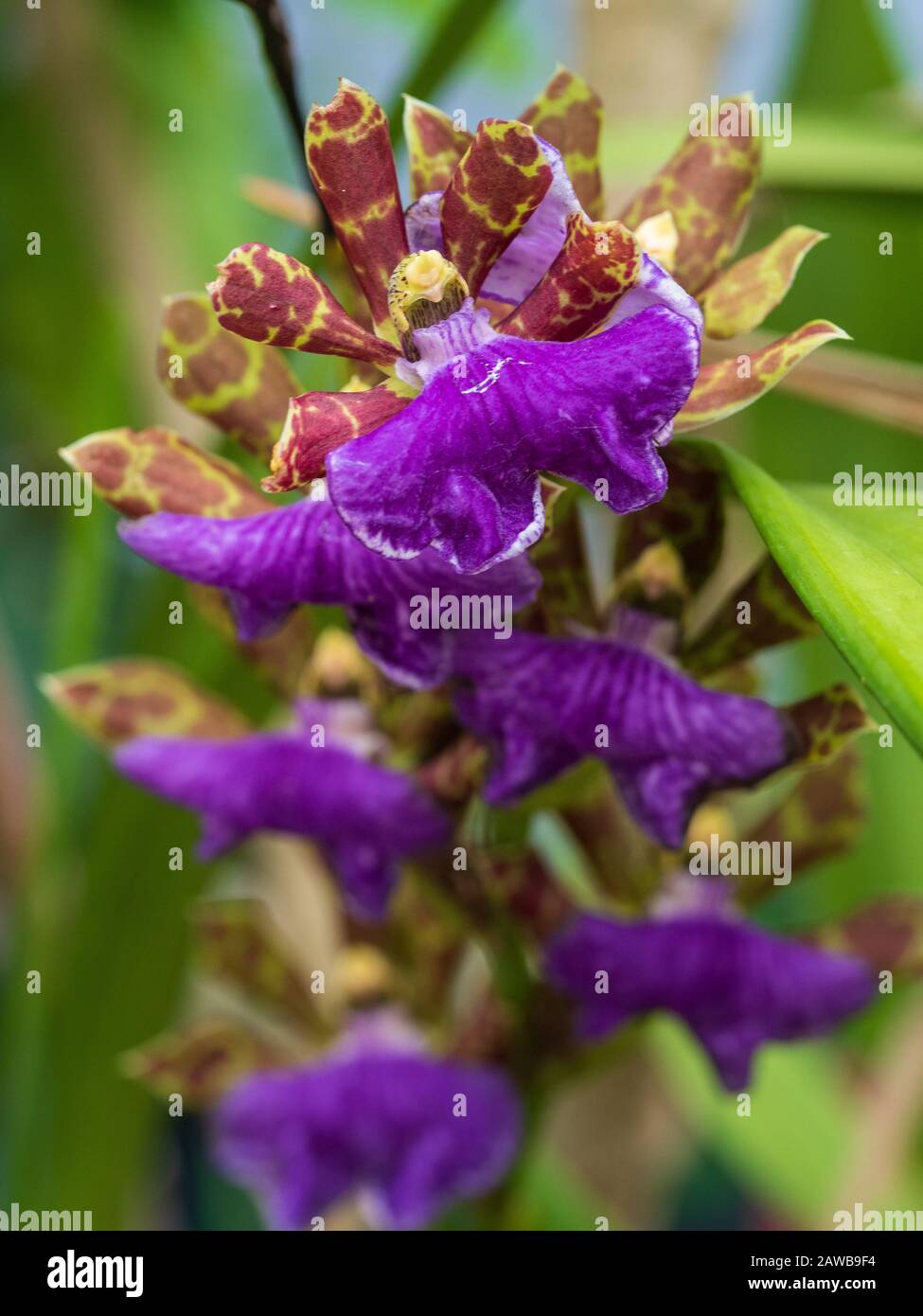 A stem of purple, dark red and yellow  Zygopetalum orchids, flowers in bloom, Australian coastal garden Stock Photo