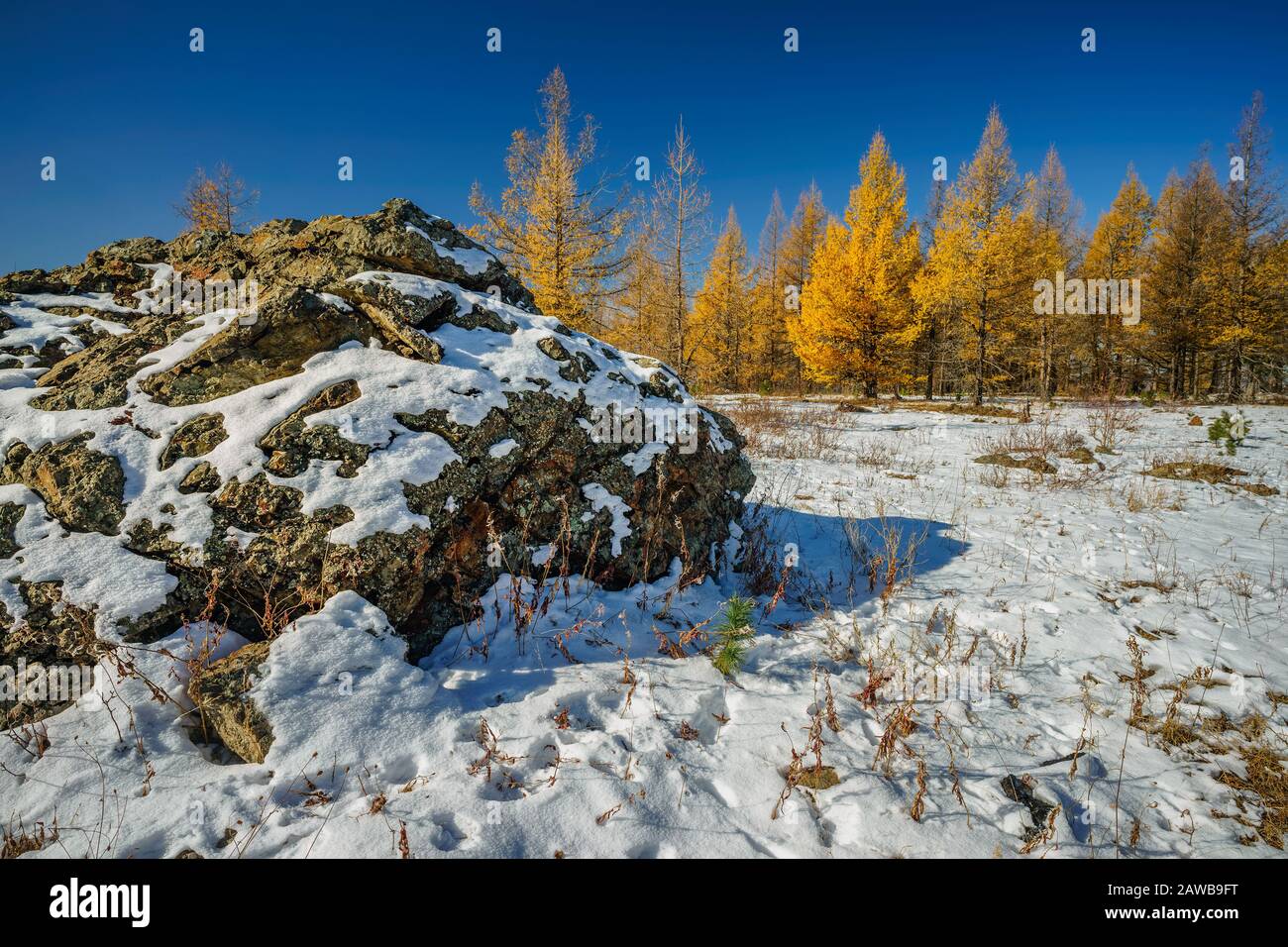 Larch Trees golden needles contrast the clear blue skies and white snow on a mountain in Mongolia Stock Photo