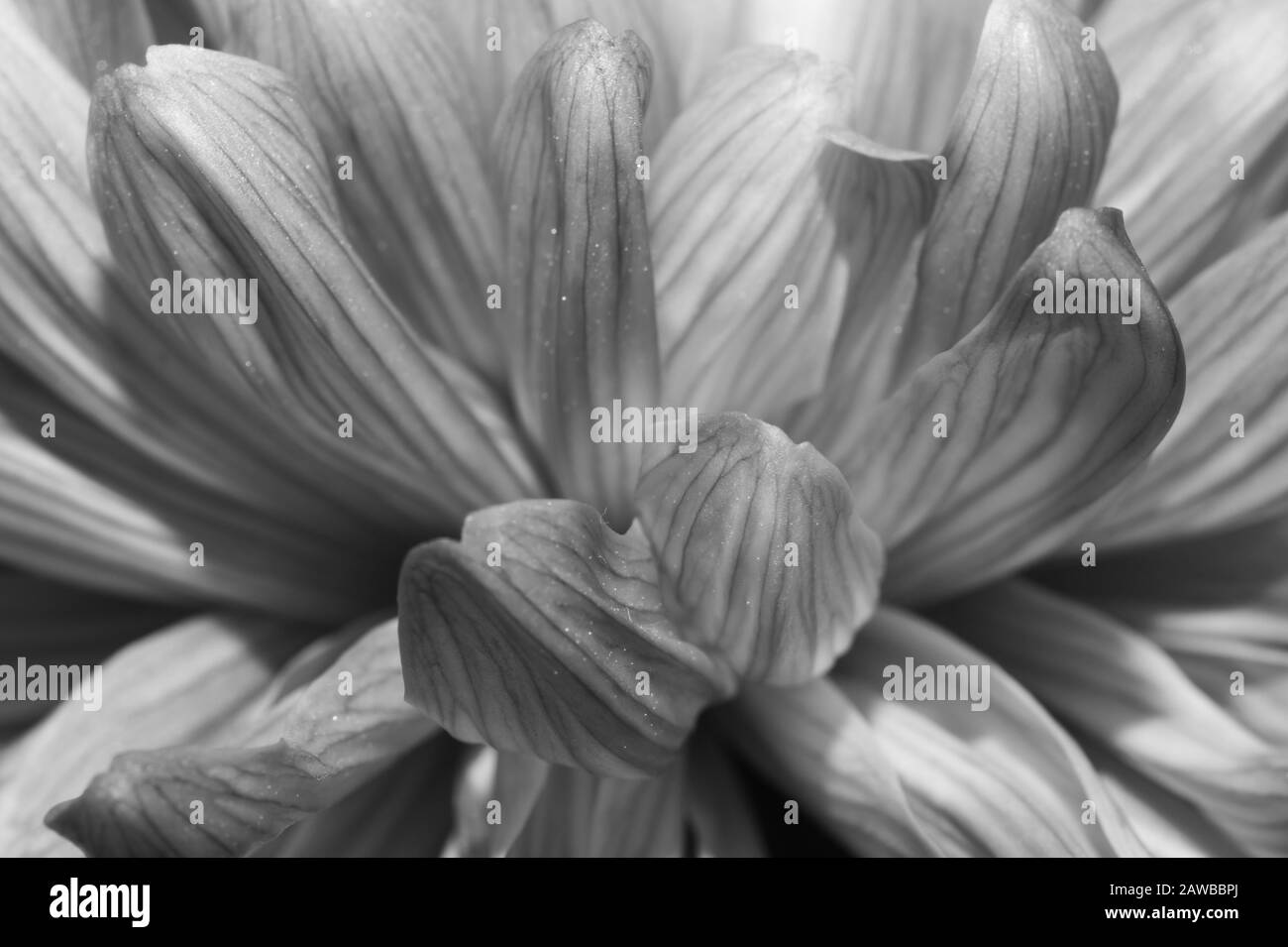 Chrysanthemum Black and White Stock Photos & Images - Alamy