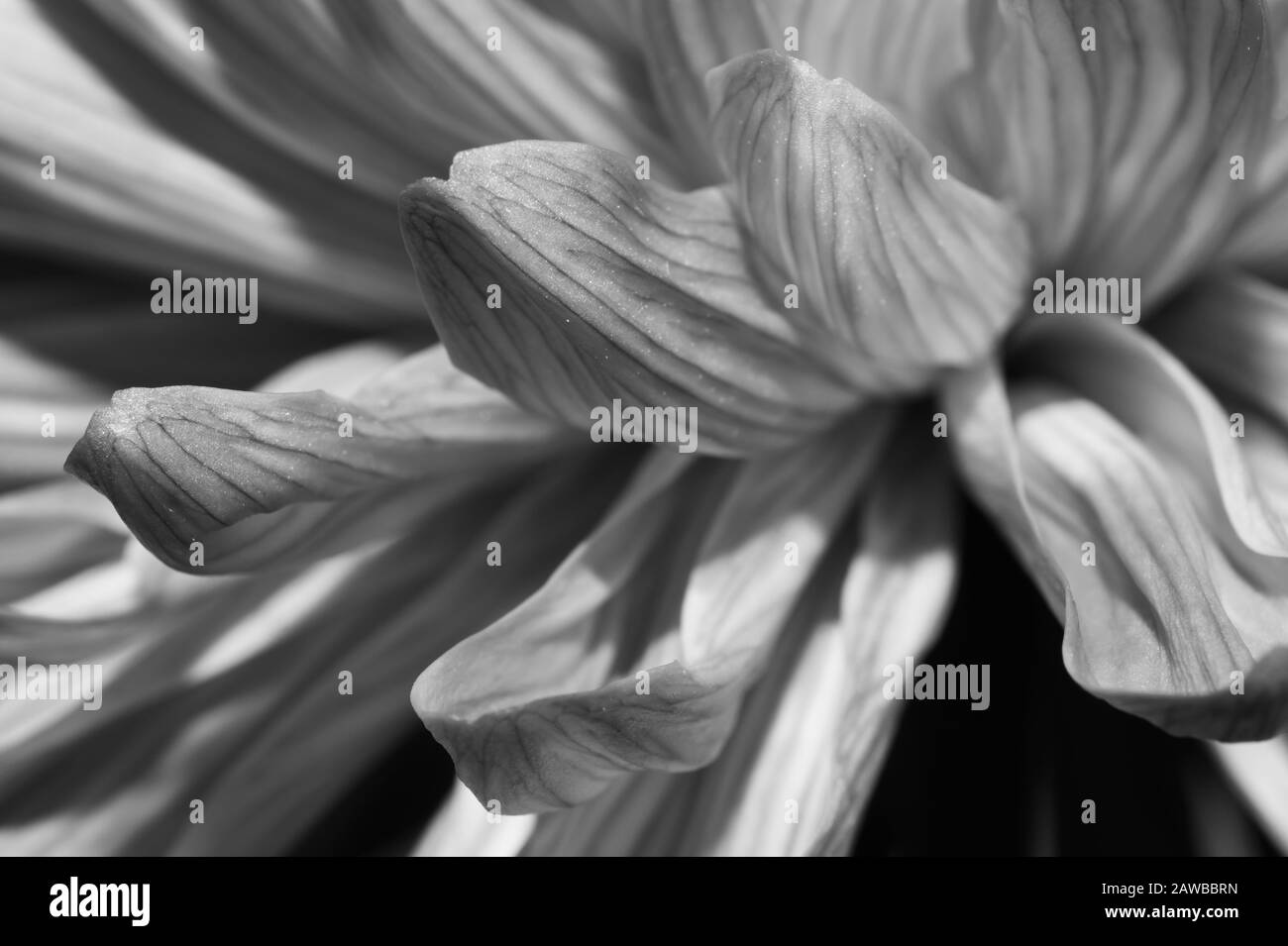 Dahlia detail Black and White Stock Photos & Images - Alamy