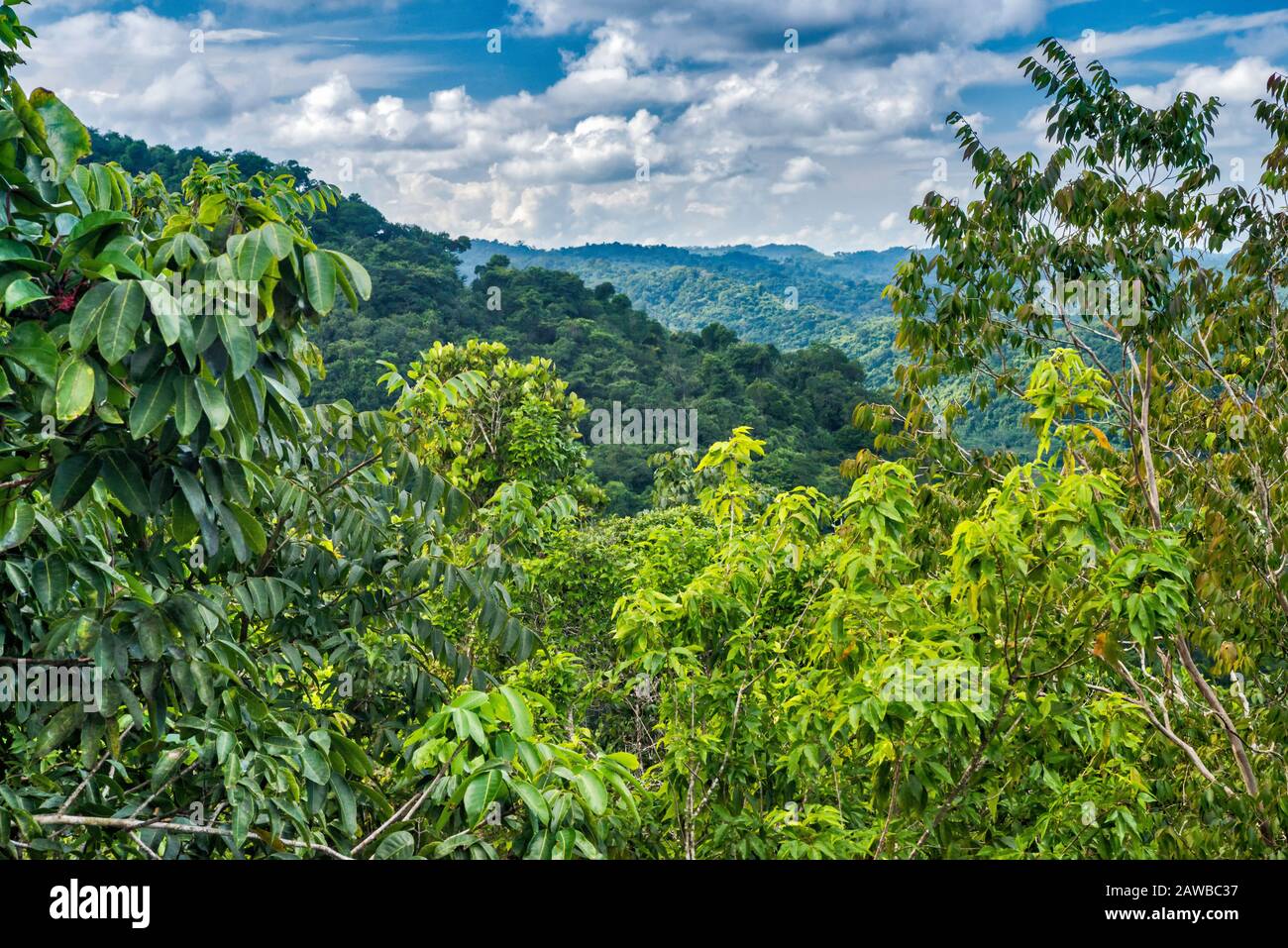 Tropical rain forest, view from observation tower at Saint Herman's Blue Hole National Park, Cayo District, Belize Stock Photo