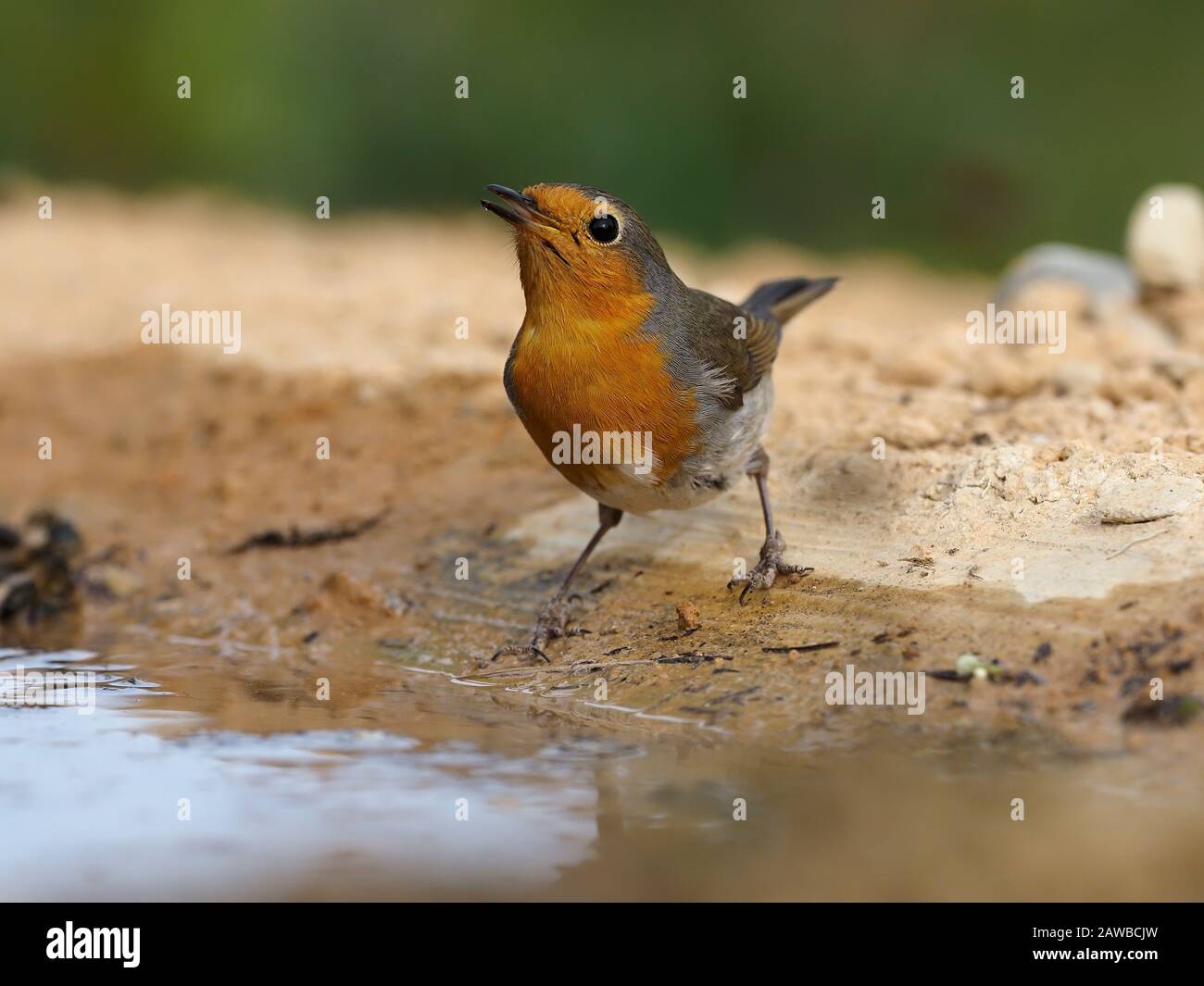 Robin, Erithacus rubecula,  single bird by water, Spain, January 2020 Stock Photo