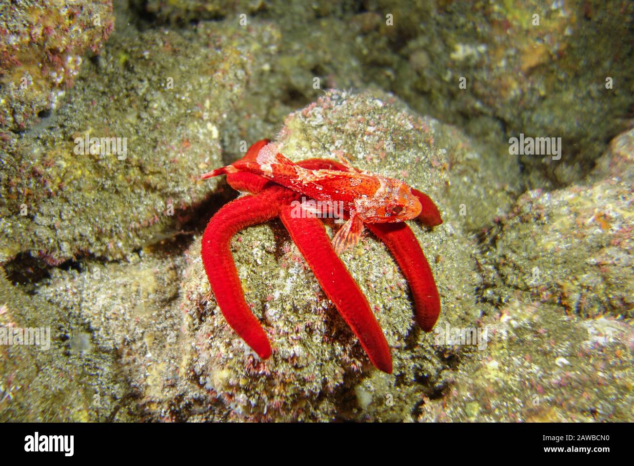 Red scorpionfish-Rascasse rouge (Scorpaena Notata), Pico Island, Azores Archipelago. Stock Photo