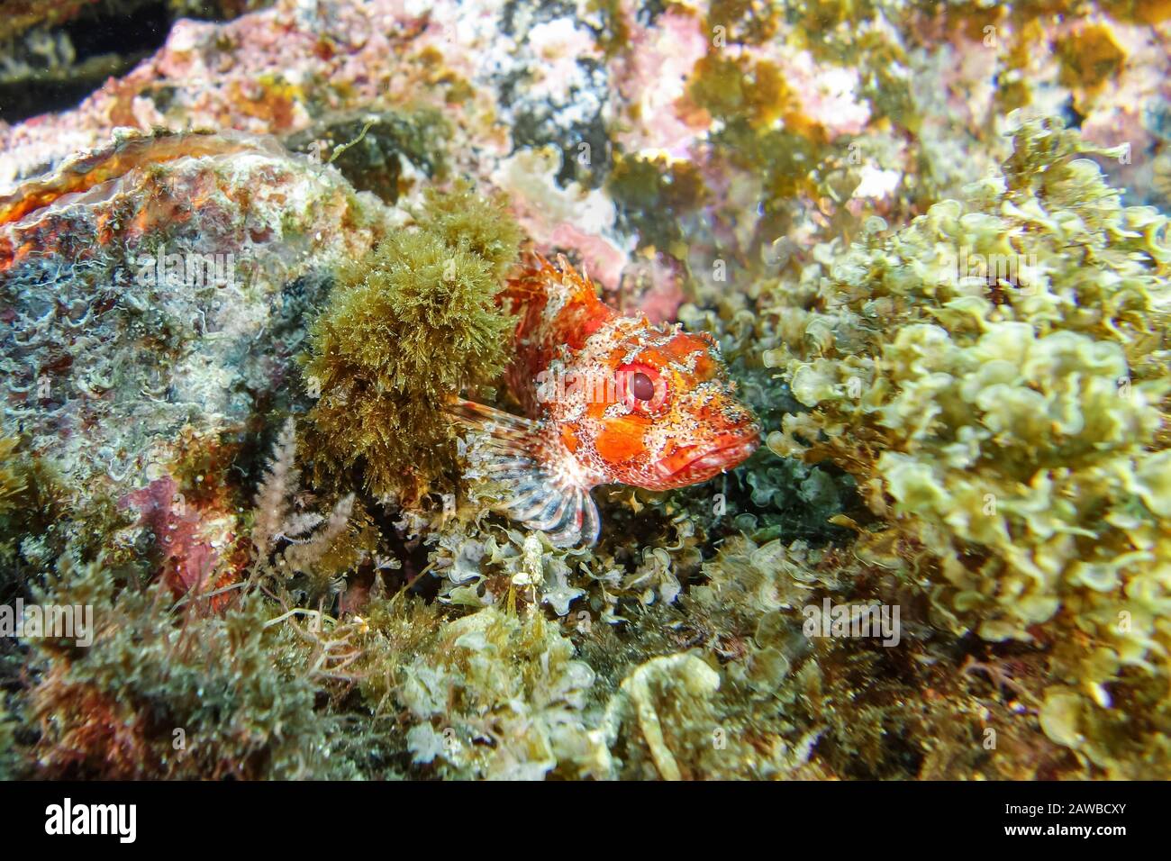 Red scorpionfish-Rascasse rouge (Scorpaena Notata) Pico Island, Azores Archipelago. Stock Photo