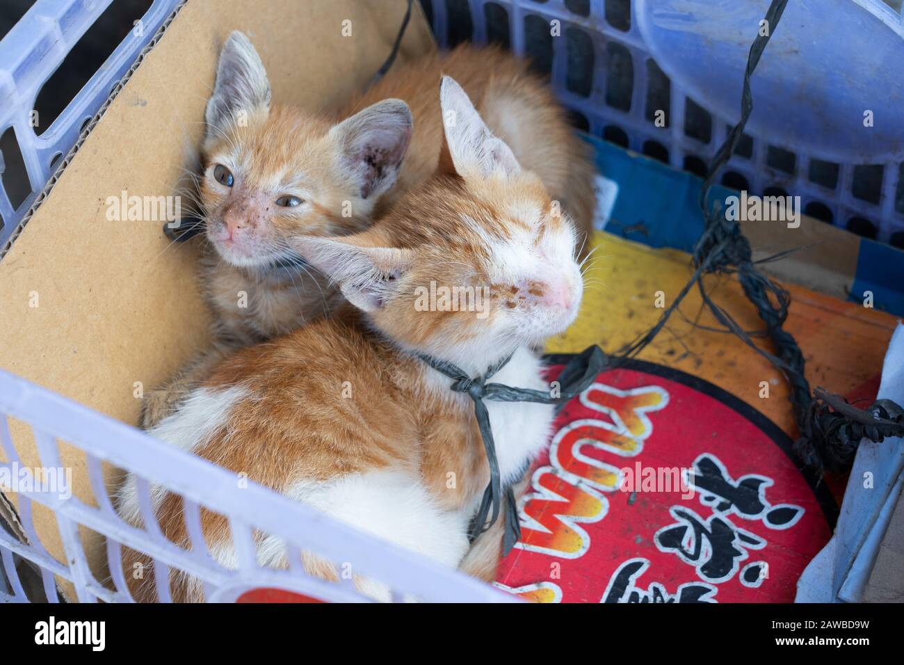 Kittens with a makeshift neck collar tied within a box on a street in Cebu City,Philippines. One kitten unable to open its eyes due to infection. Stock Photo
