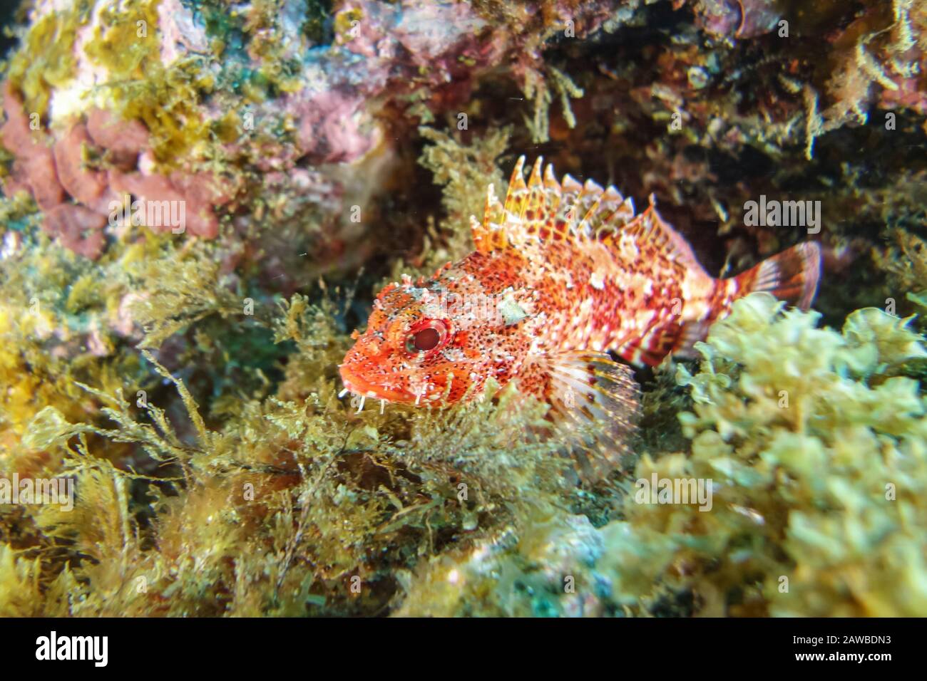 Red scorpionfish-Rascasse rouge (Scorpaena Notata), Pico Island, Azores Archipelago. Stock Photo