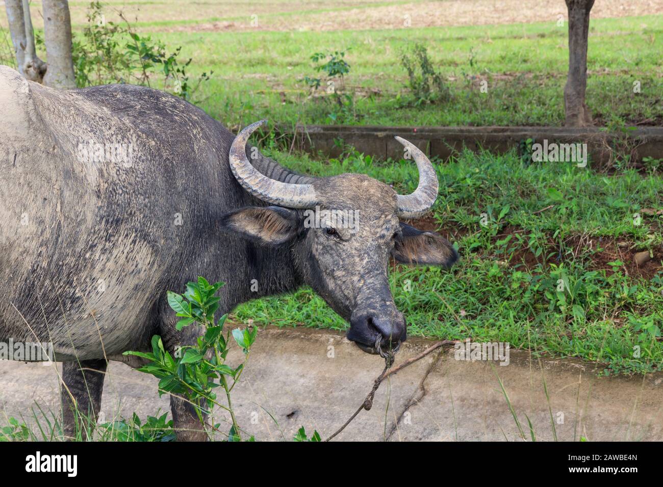 A Carabao in TabonTabon, Leyte, Philippines Stock Photo