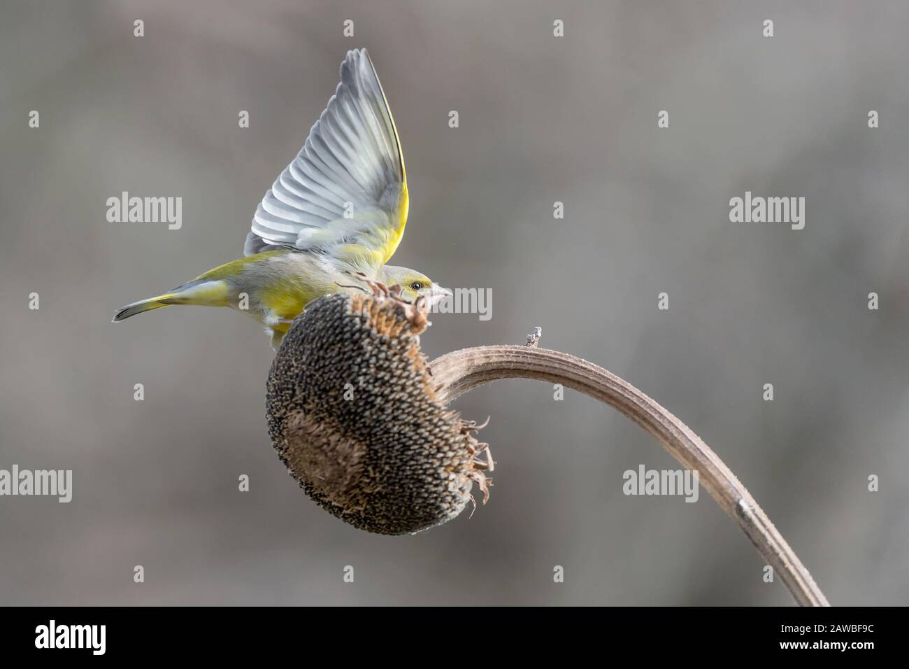 Greenfinch ready to fly (Chloris chloris) Stock Photo