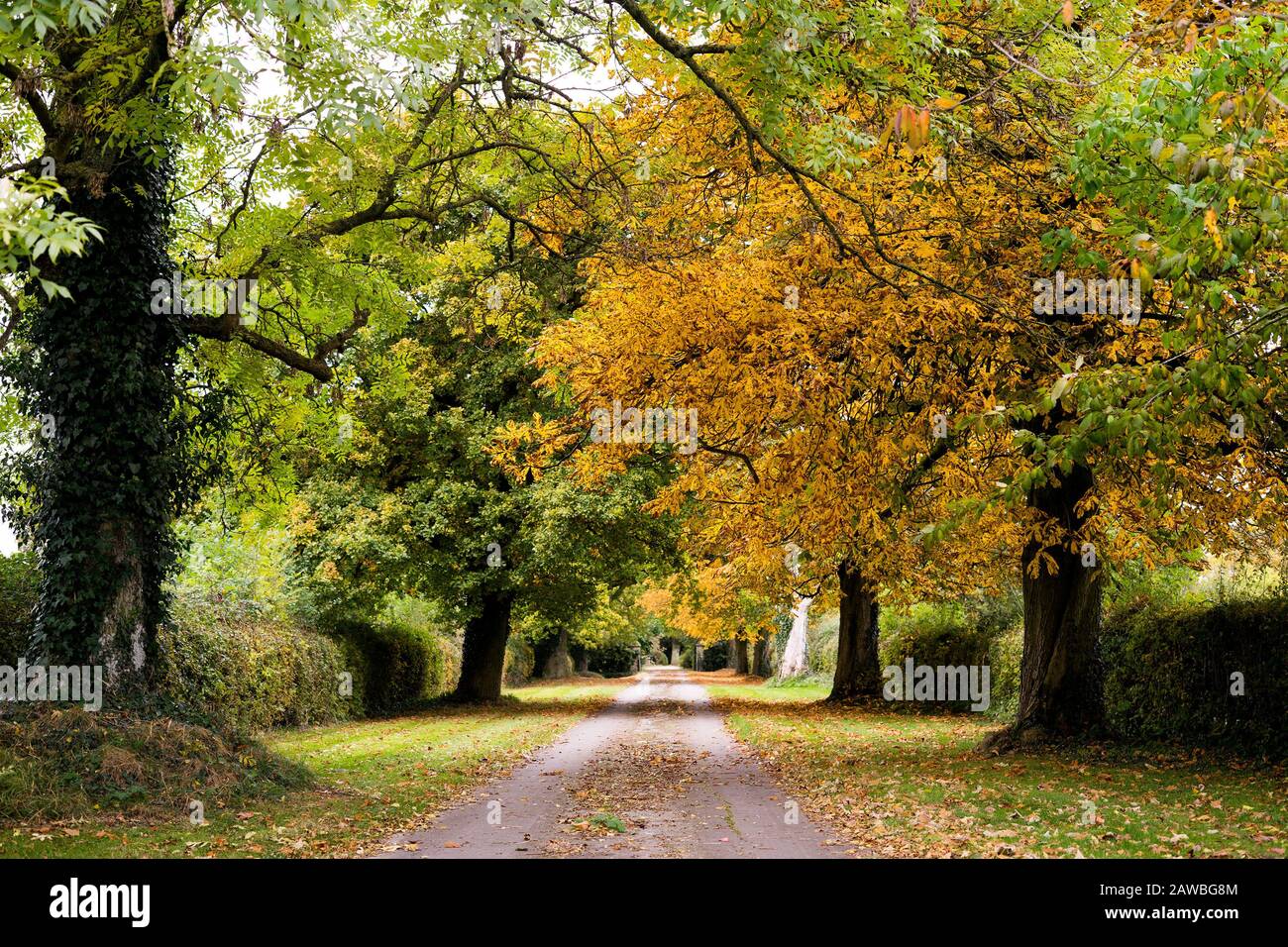 Park forest way autumn hi-res stock photography and images - Alamy
