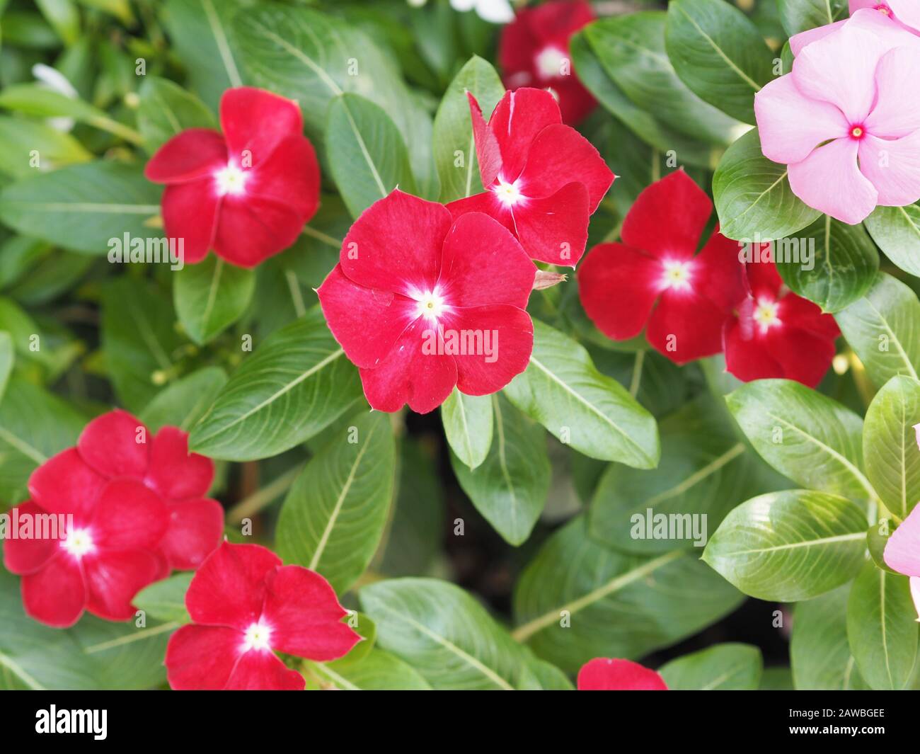 Common name West Indian periwinkle, Madagascar periwinkle, Bringht eye