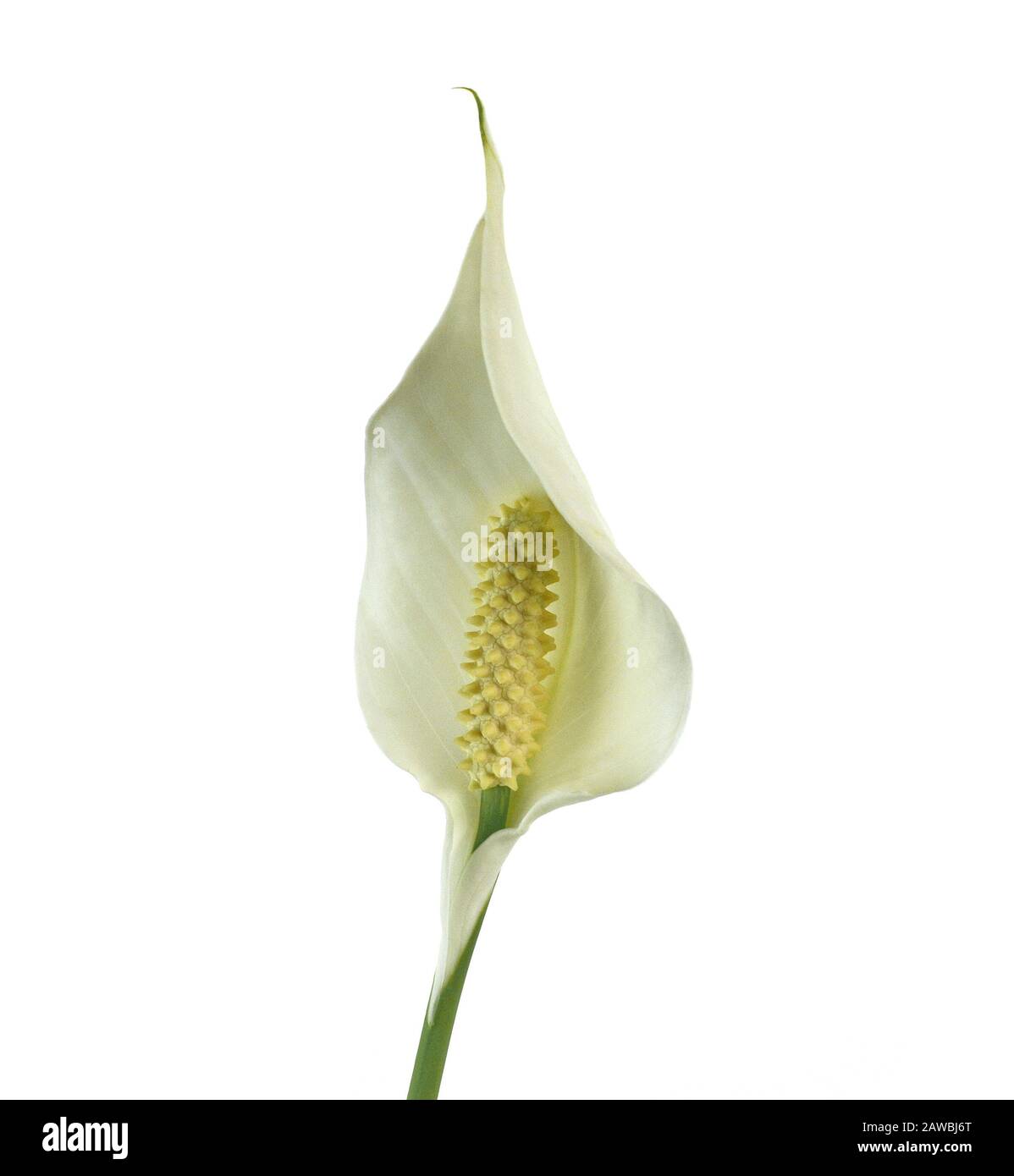 My Image 33