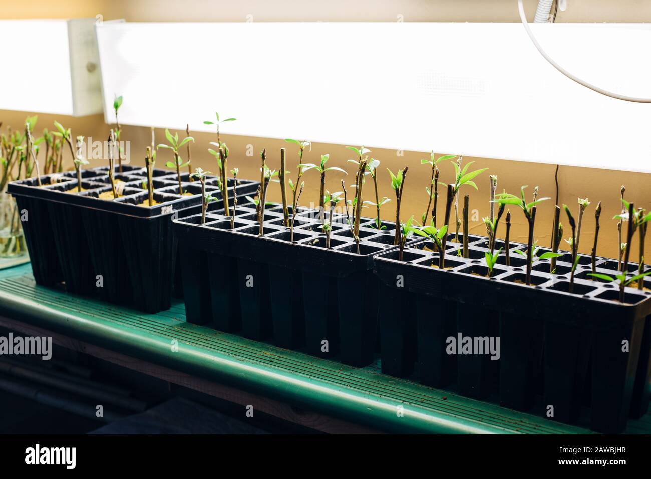 Poplar seedlings in artificial light conditions, rooted cuttings in