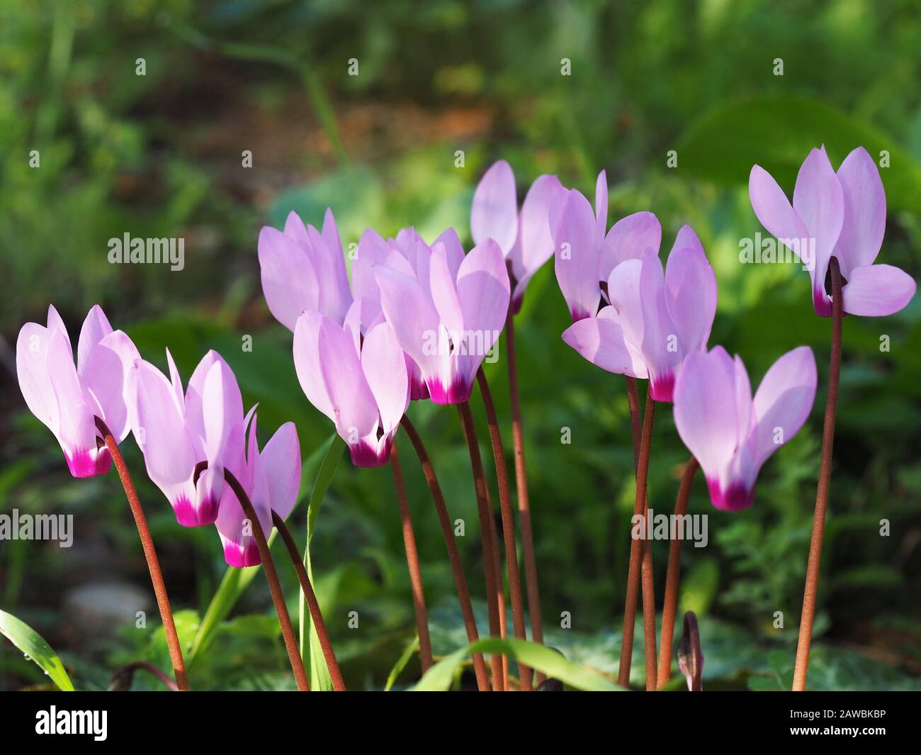 Wild pink cyclamens in the morning forest. Stock Photo