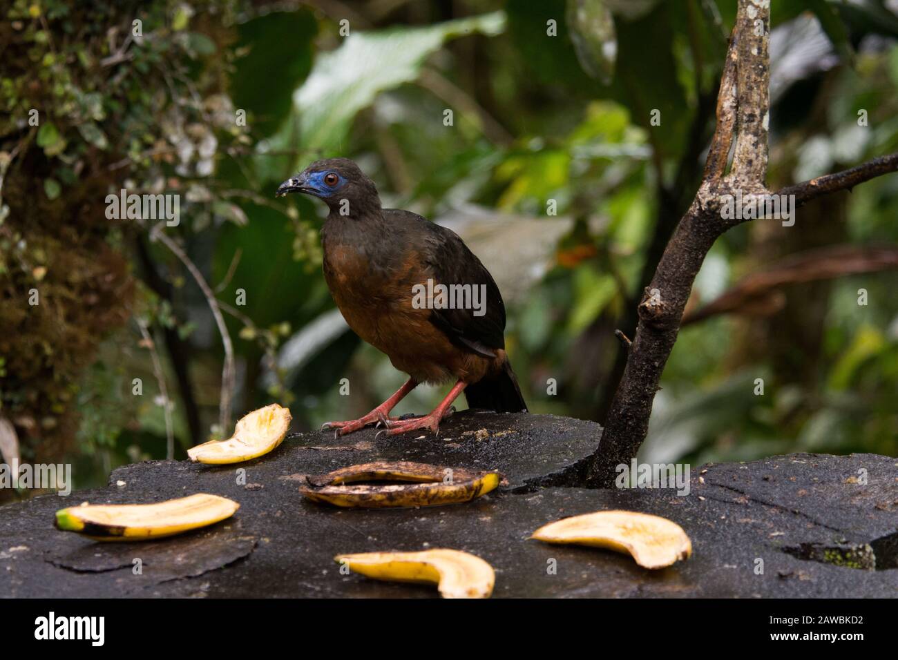 sickle-winged guan in the cloud forest that covers the eastern slopes of the Andes near Zamora in Ecuador. Stock Photo