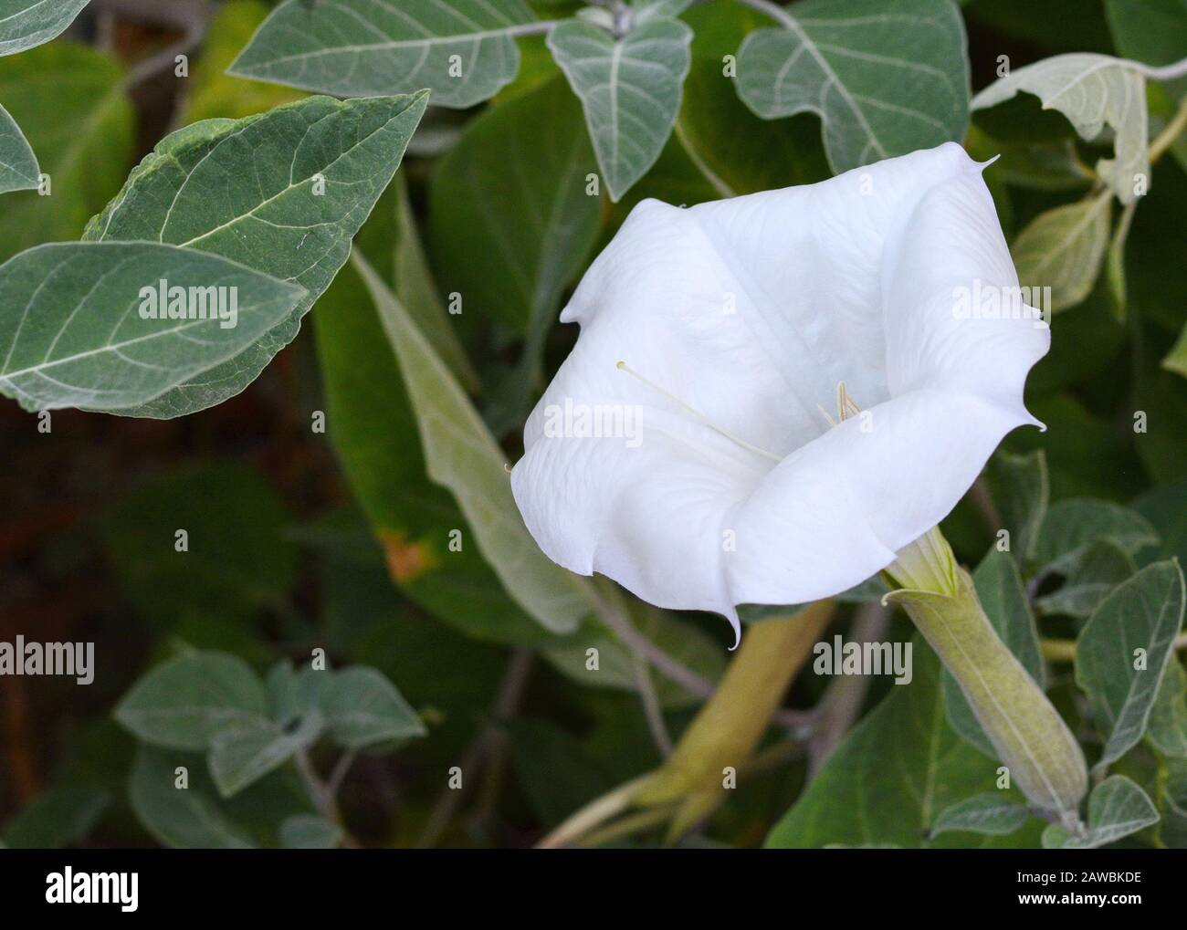 Datura innoxia - white flower close-up. Inoxia with green leaves. Floral background. White datura inoxia flower on a background of green leaves. Datur Stock Photo