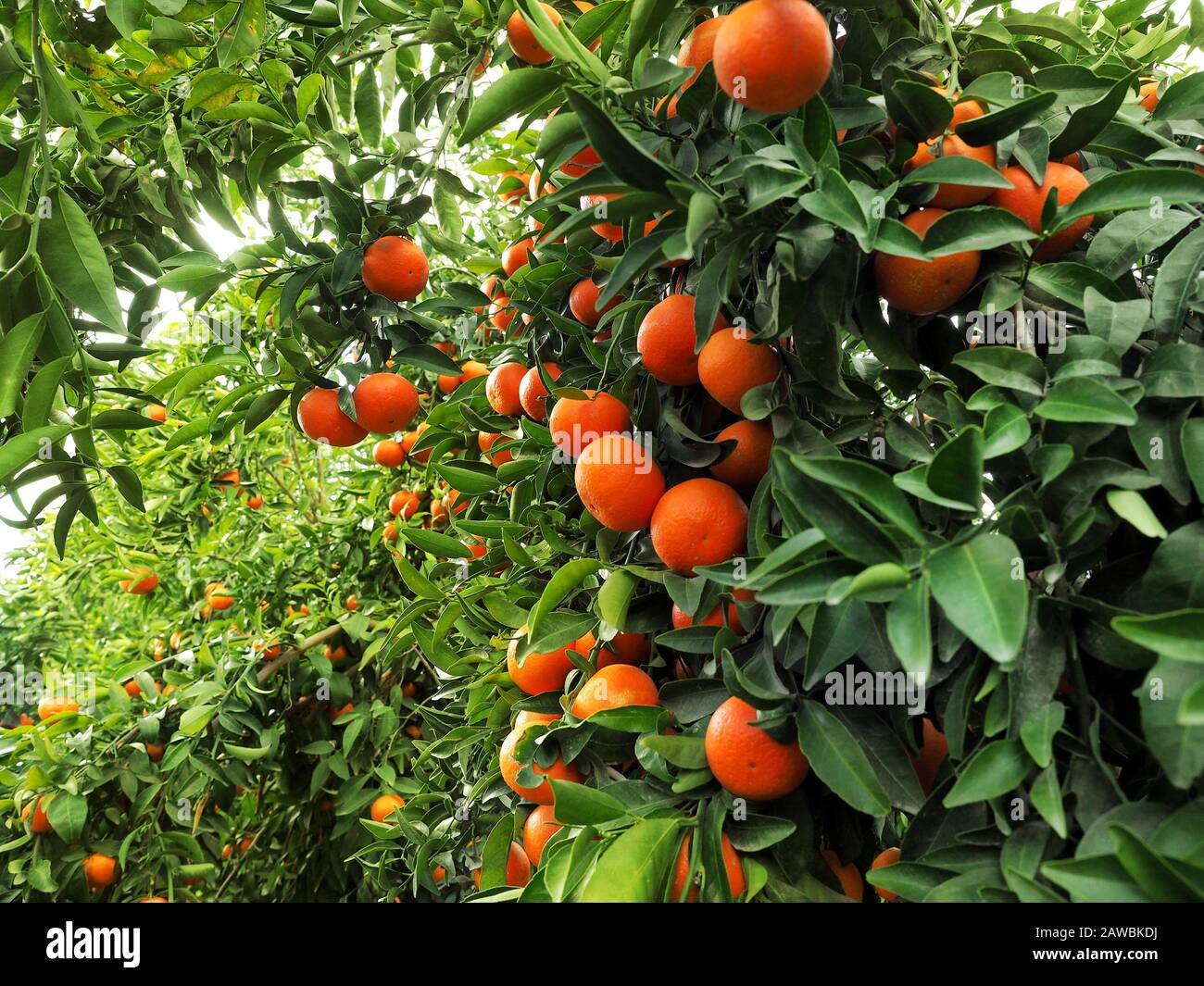 Ripe Israeli mandarines in beautiful citrus garden. Stock Photo