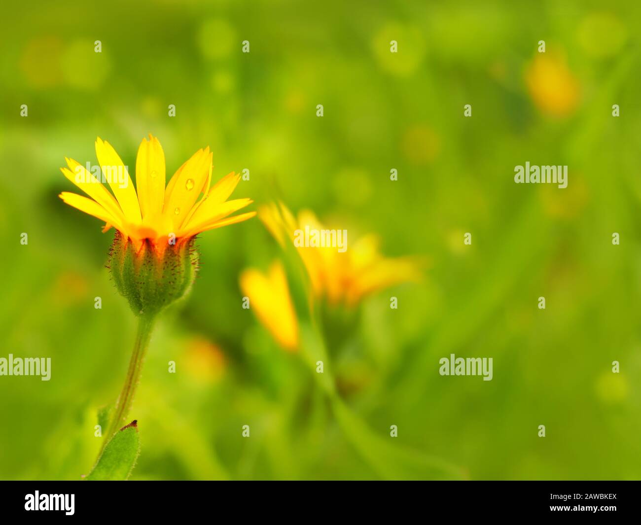 Beautiful calendula arvensis on a bright green blurry background. Artistic photo with defocus. Stock Photo