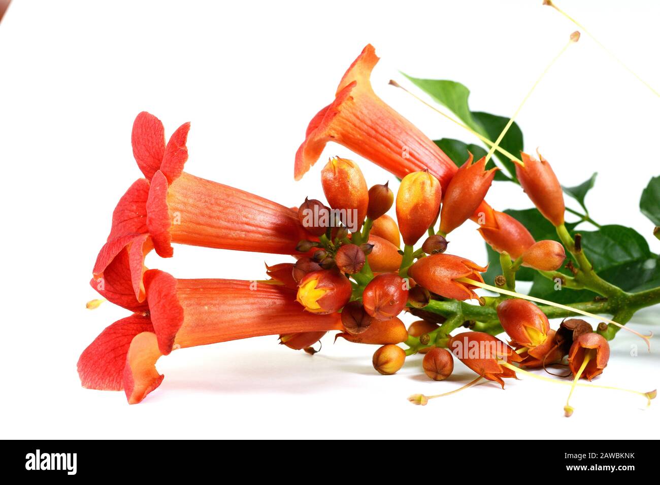 Red flowers of trumpet creeper climber vine Campsis radicans isolated
