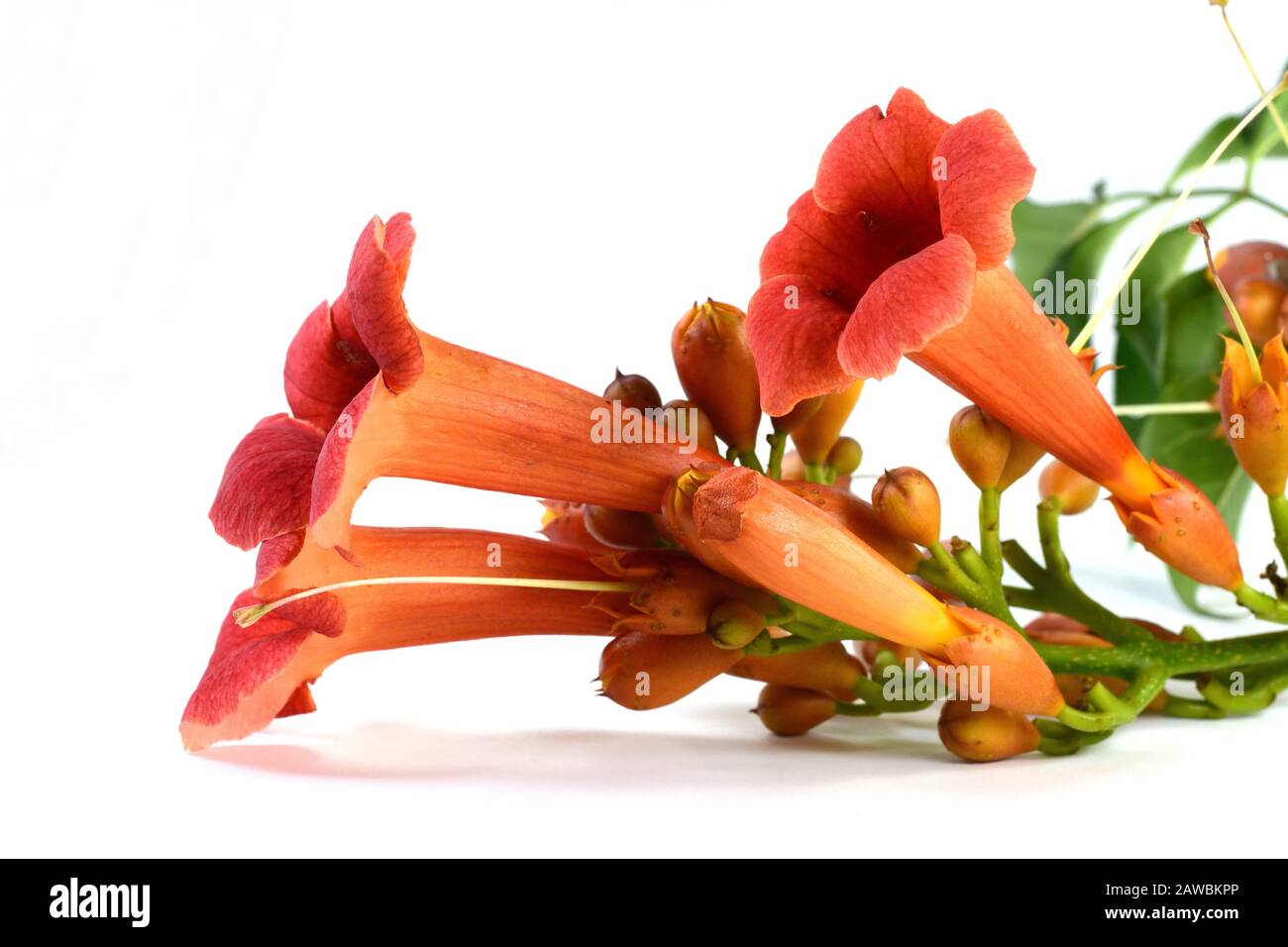 Red flowers of trumpet creeper climber vine Campsis radicans isolated