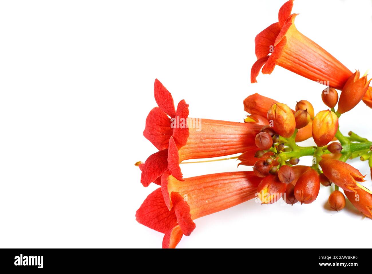 Red flowers of trumpet creeper climber vine Campsis radicans isolated