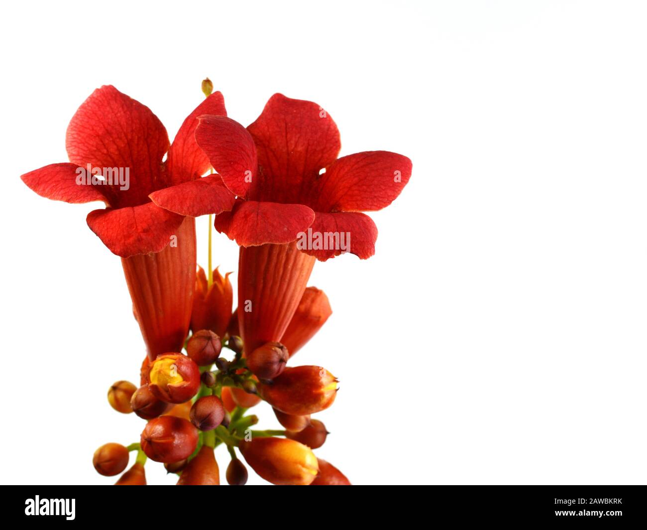 Red flowers of trumpet creeper climber vine Campsis radicans isolated