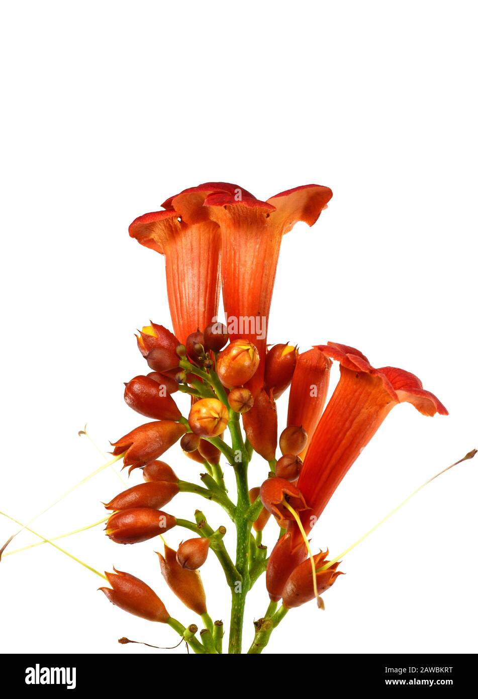 Red flowers of trumpet creeper climber vine Campsis radicans isolated