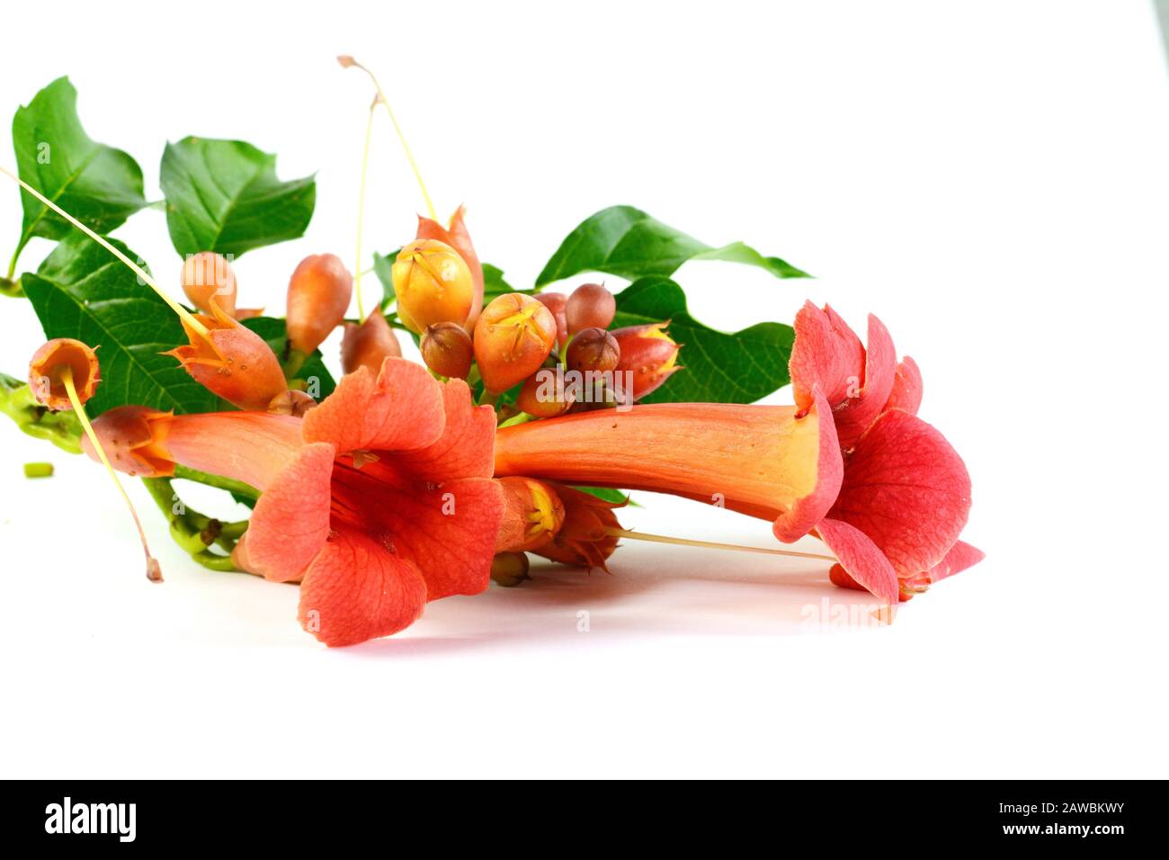 Red flowers of trumpet creeper climber vine Campsis radicans isolated