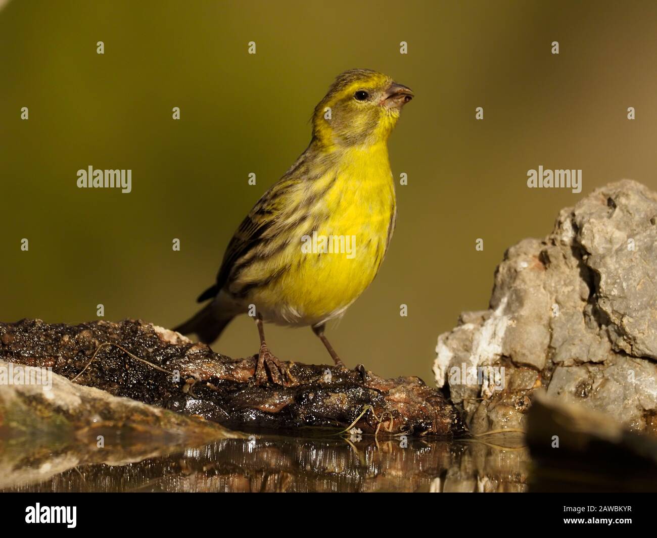 Serin, Serinus serinus,  single bird by water, Spain, January 2020 Stock Photo