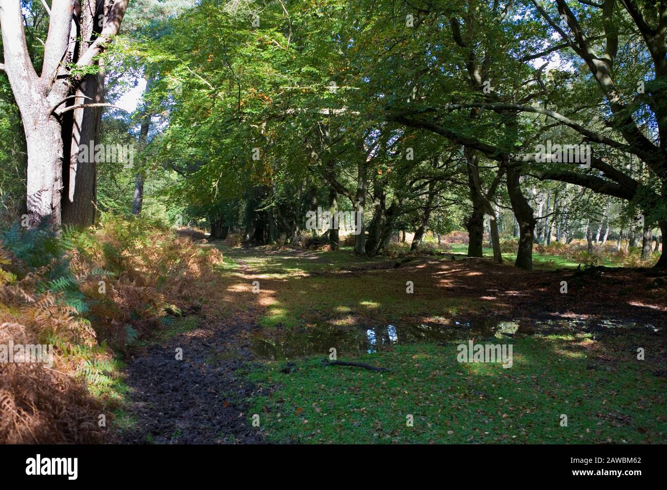 Woodfidley Passage, Denny Lodge Inclosure, New Forest National Park, Hampshire, England, UK Stock Photo